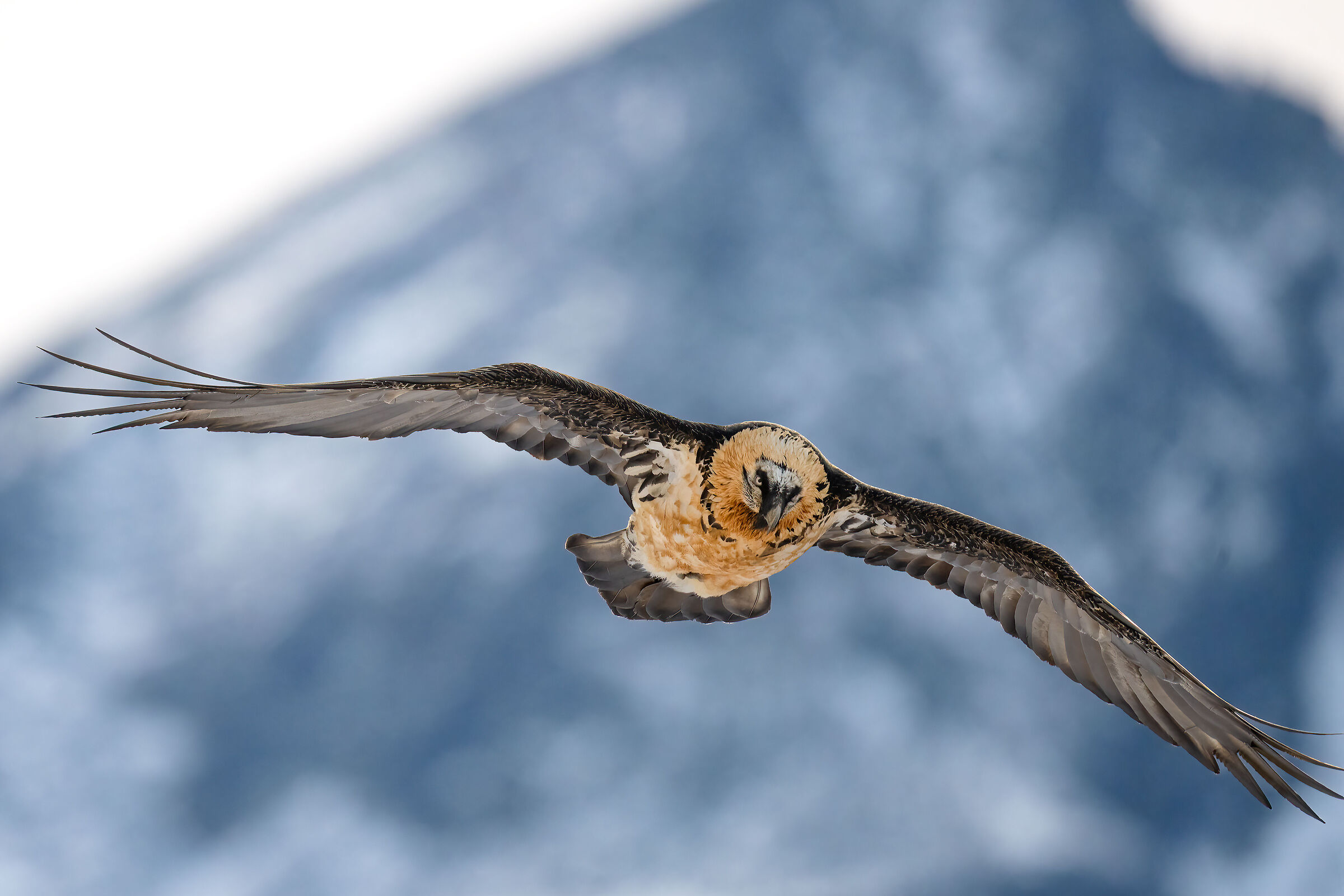 Gypaetus barbatus - Gran Paradiso National Park