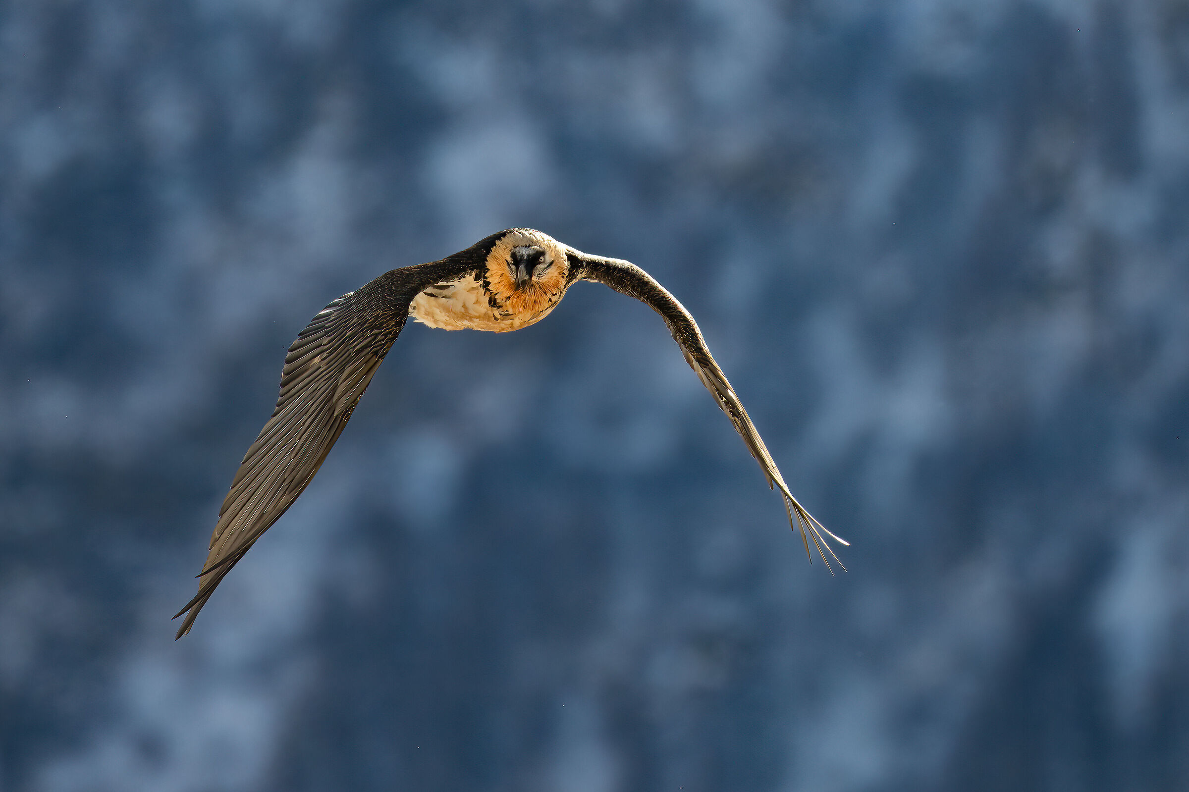 Gypaetus barbatus - Gran Paradiso National Park