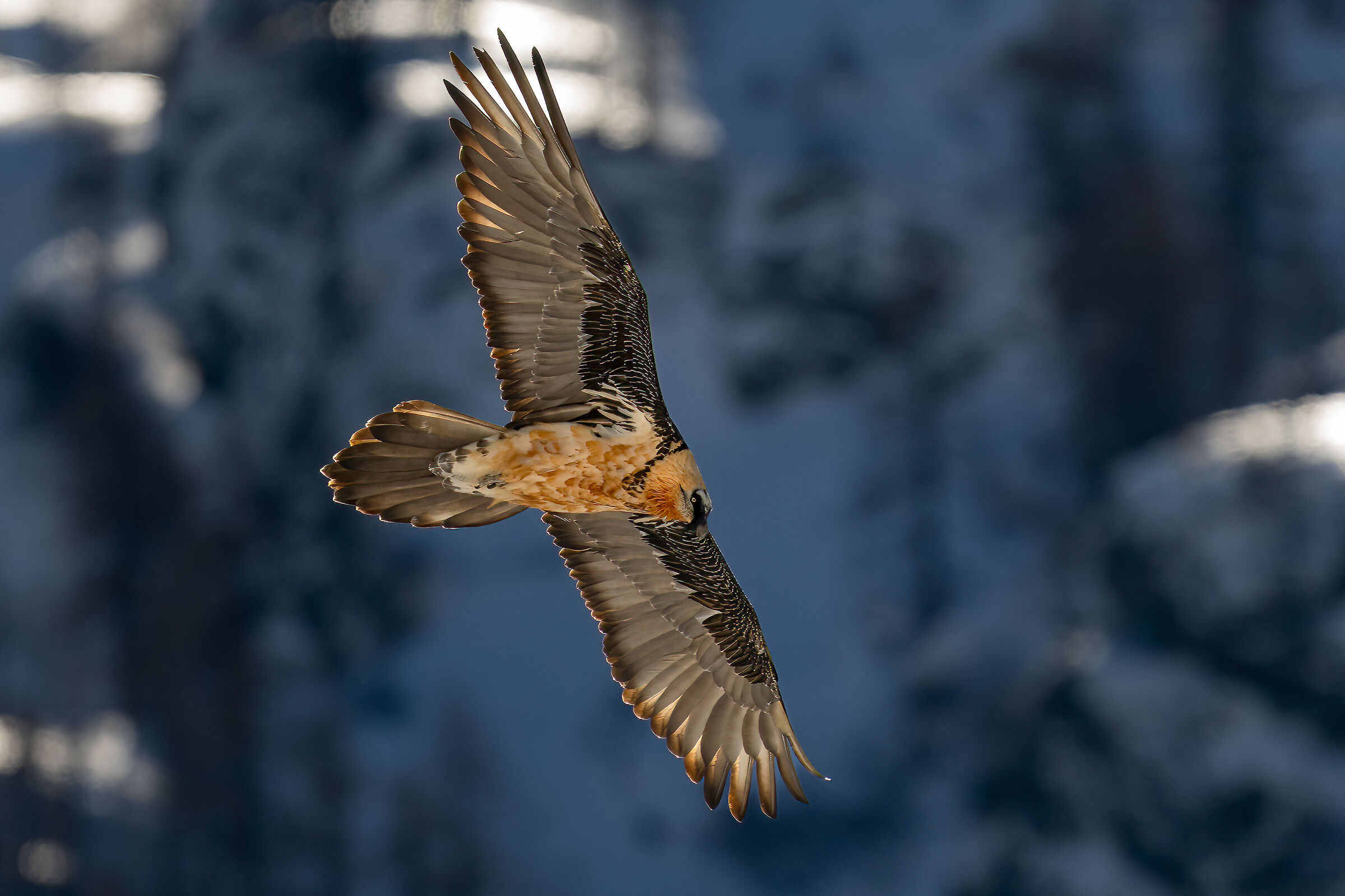 Gypaetus barbatus - Parco Nazionale del Gran Paradiso