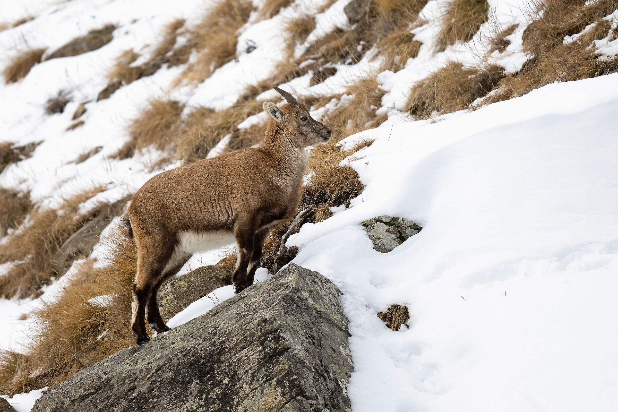 ibex - Gran Paradiso National Park