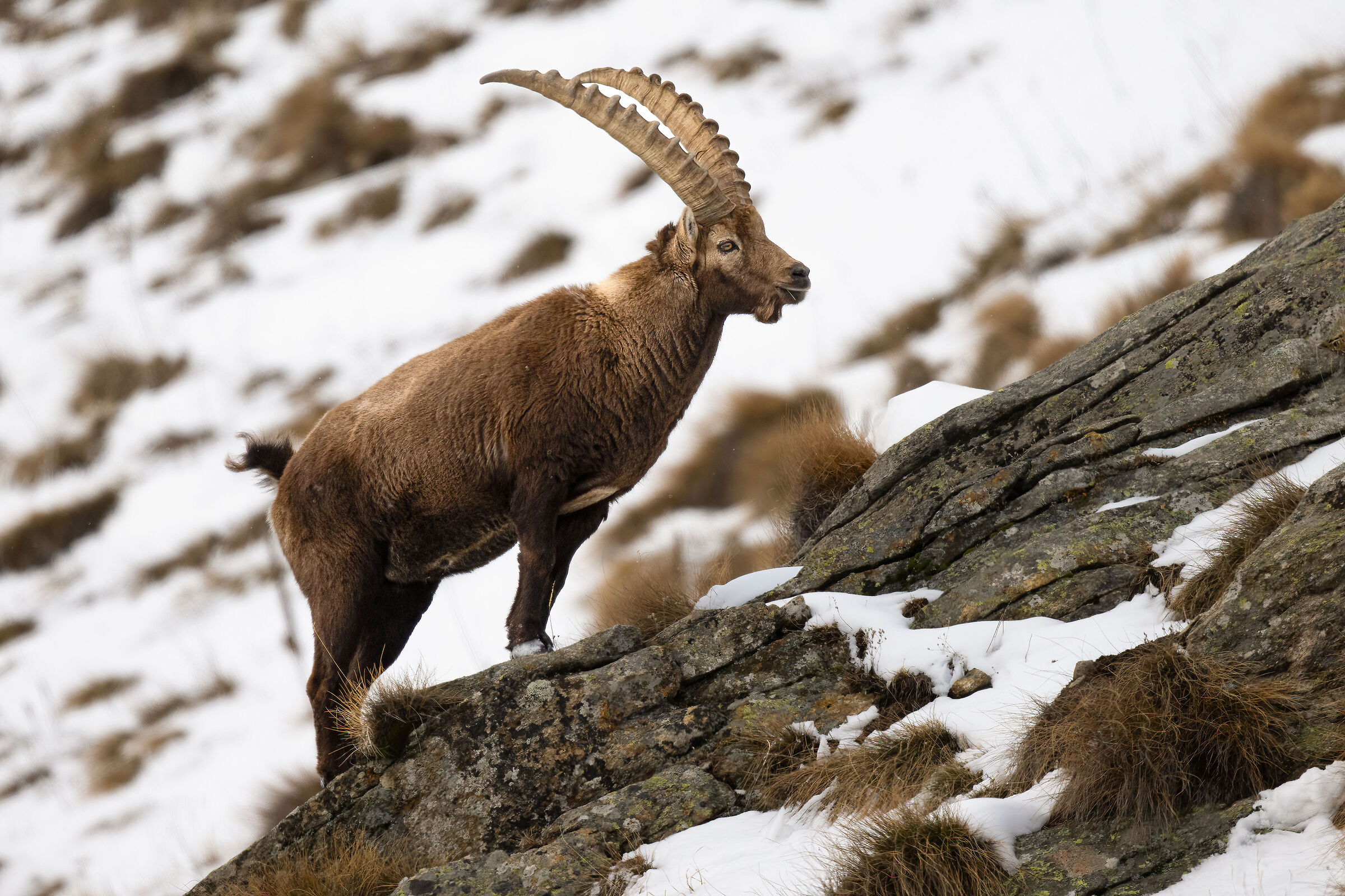 Ibex - Gran Paradiso National Park