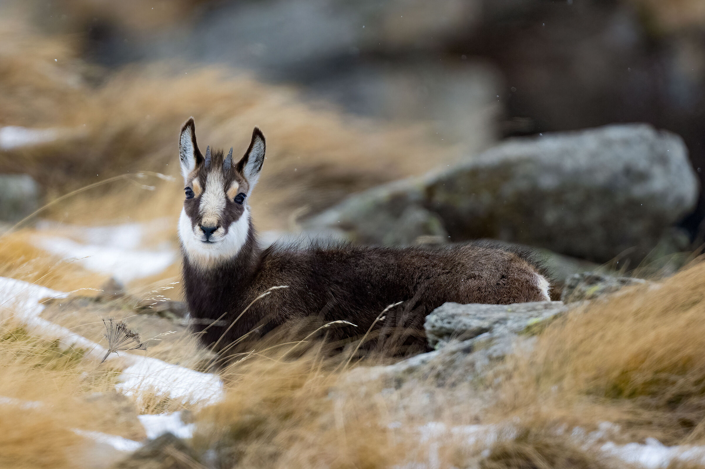 Chamois - Gran Paradiso National Park