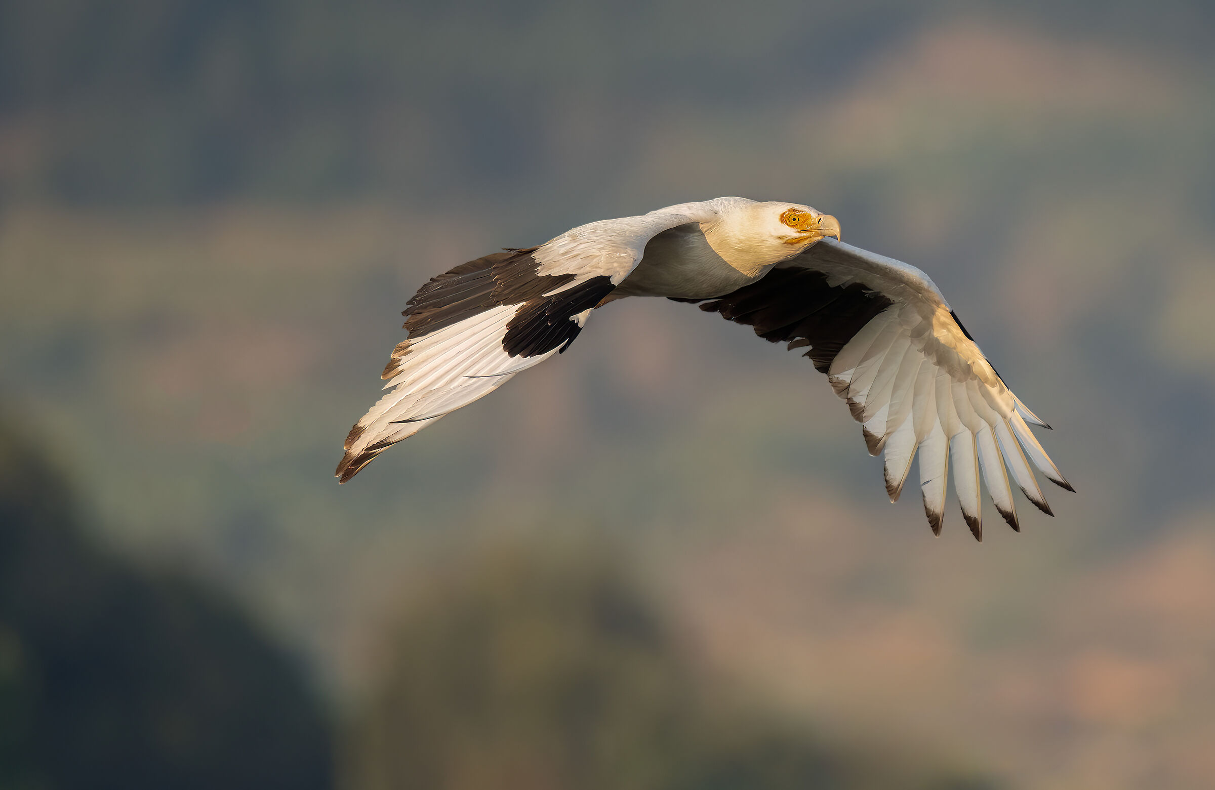 Palm vulture