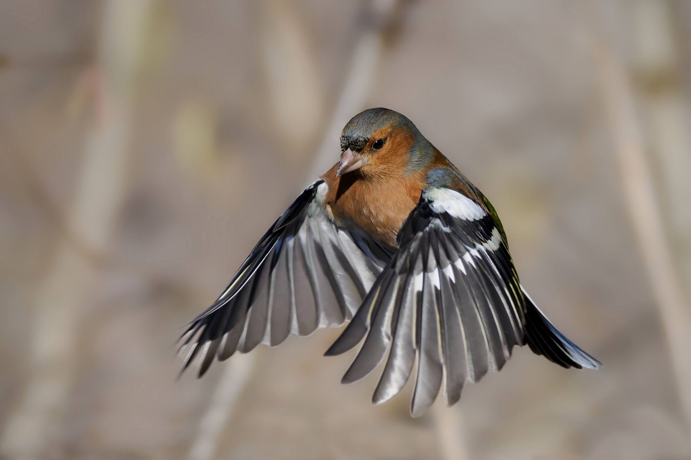 Chaffinch (m)