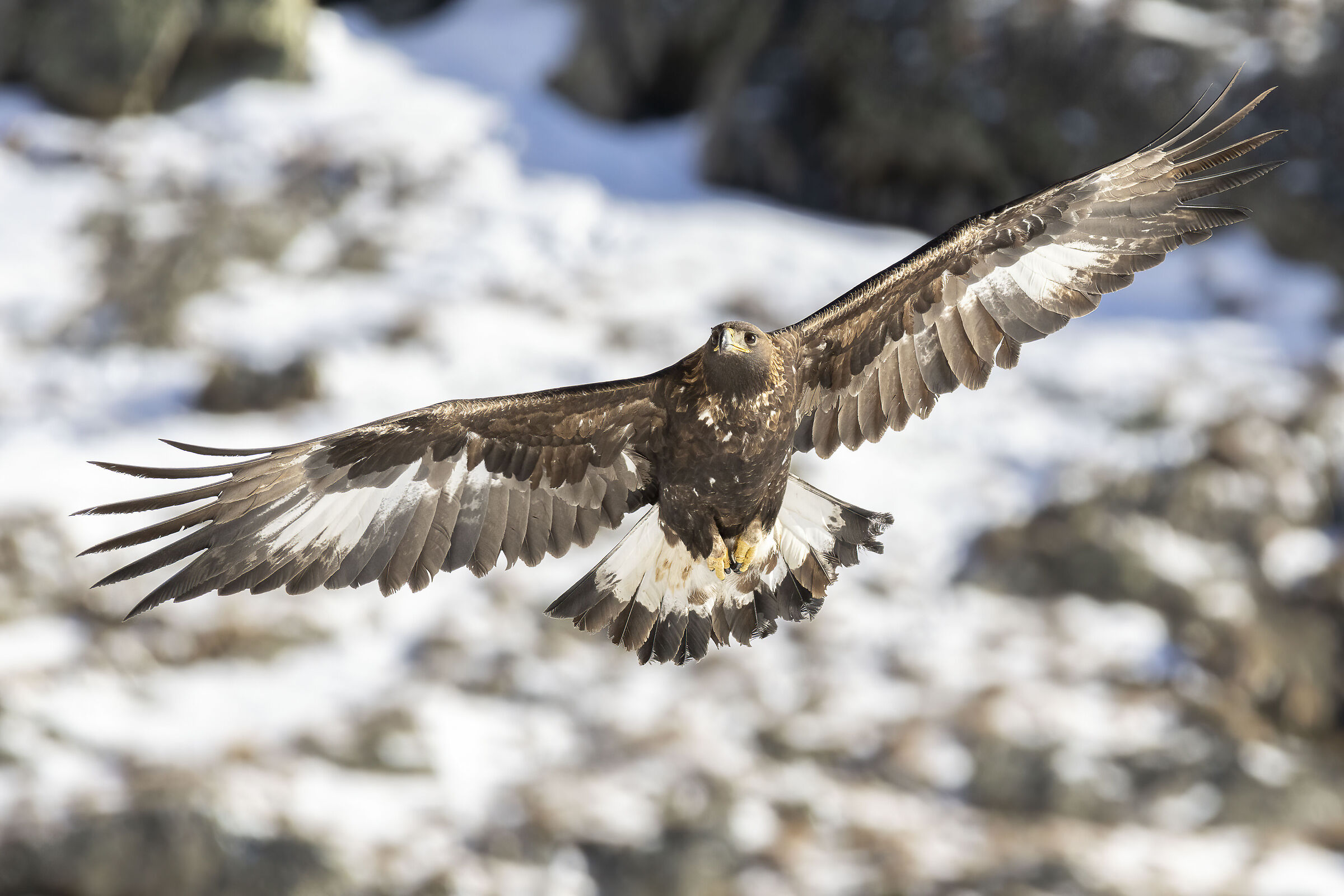 La regina delle montagne