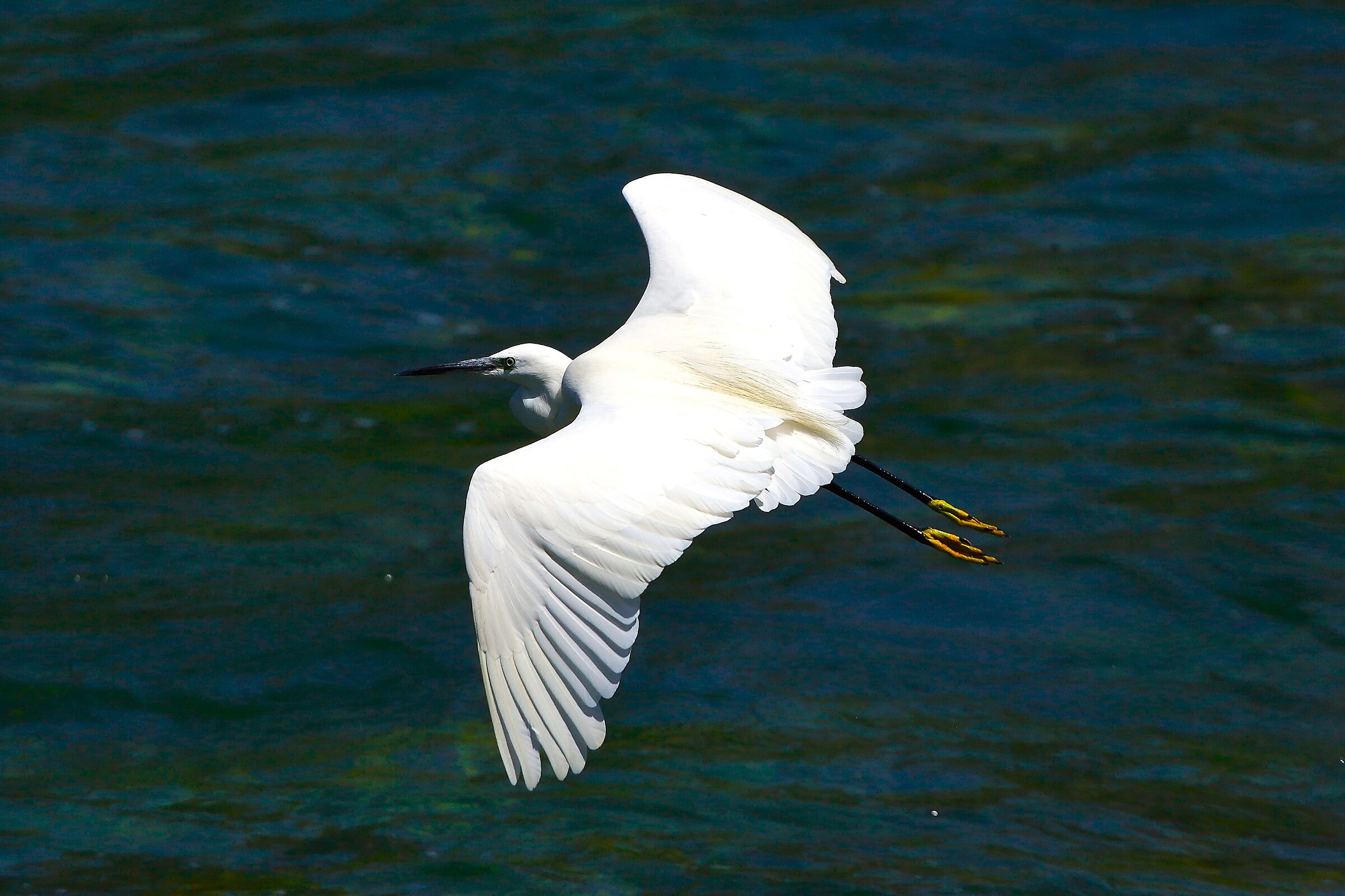 Garzetta 08 agosto 2024 - 0188