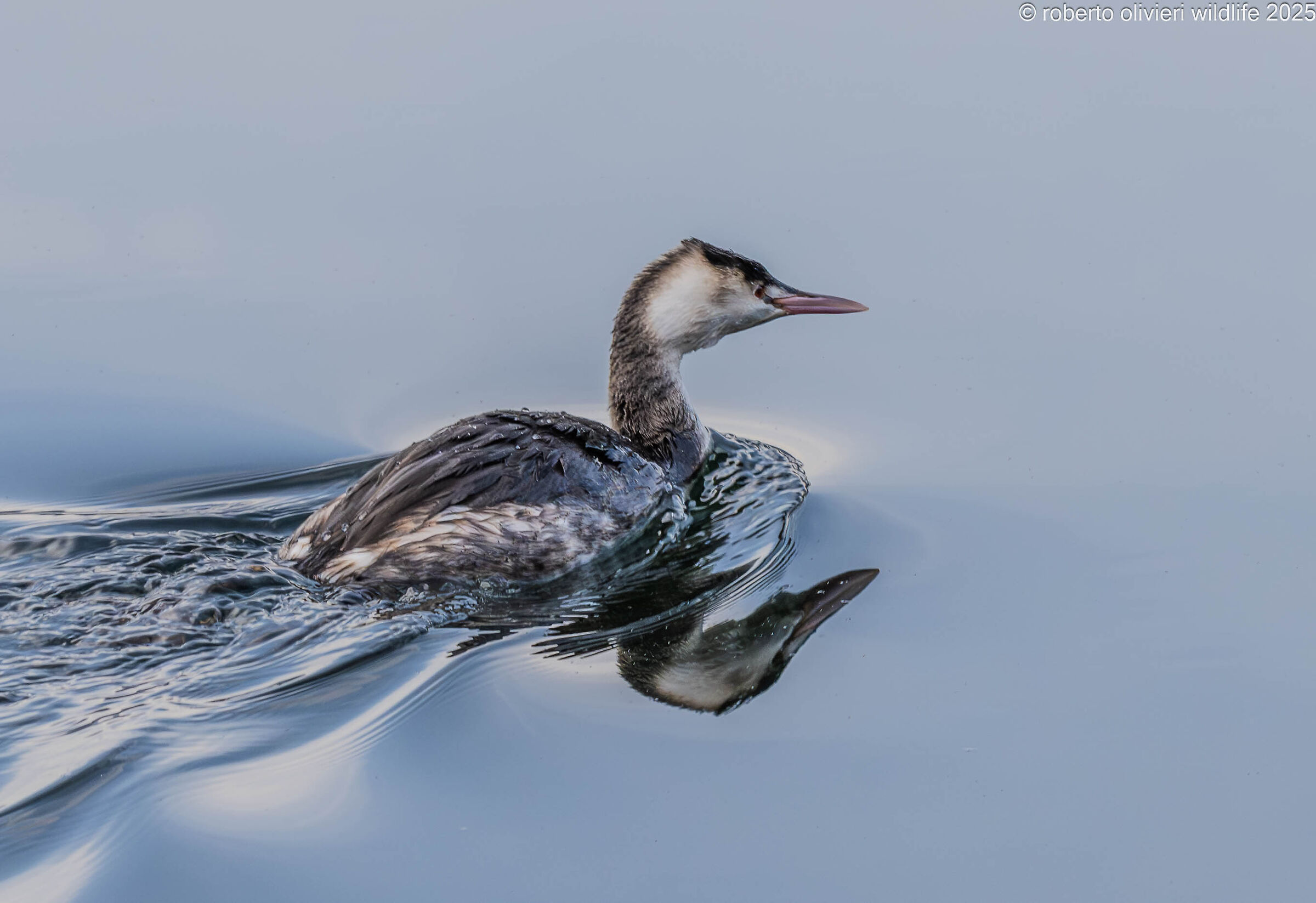 Great crested grebe reflex