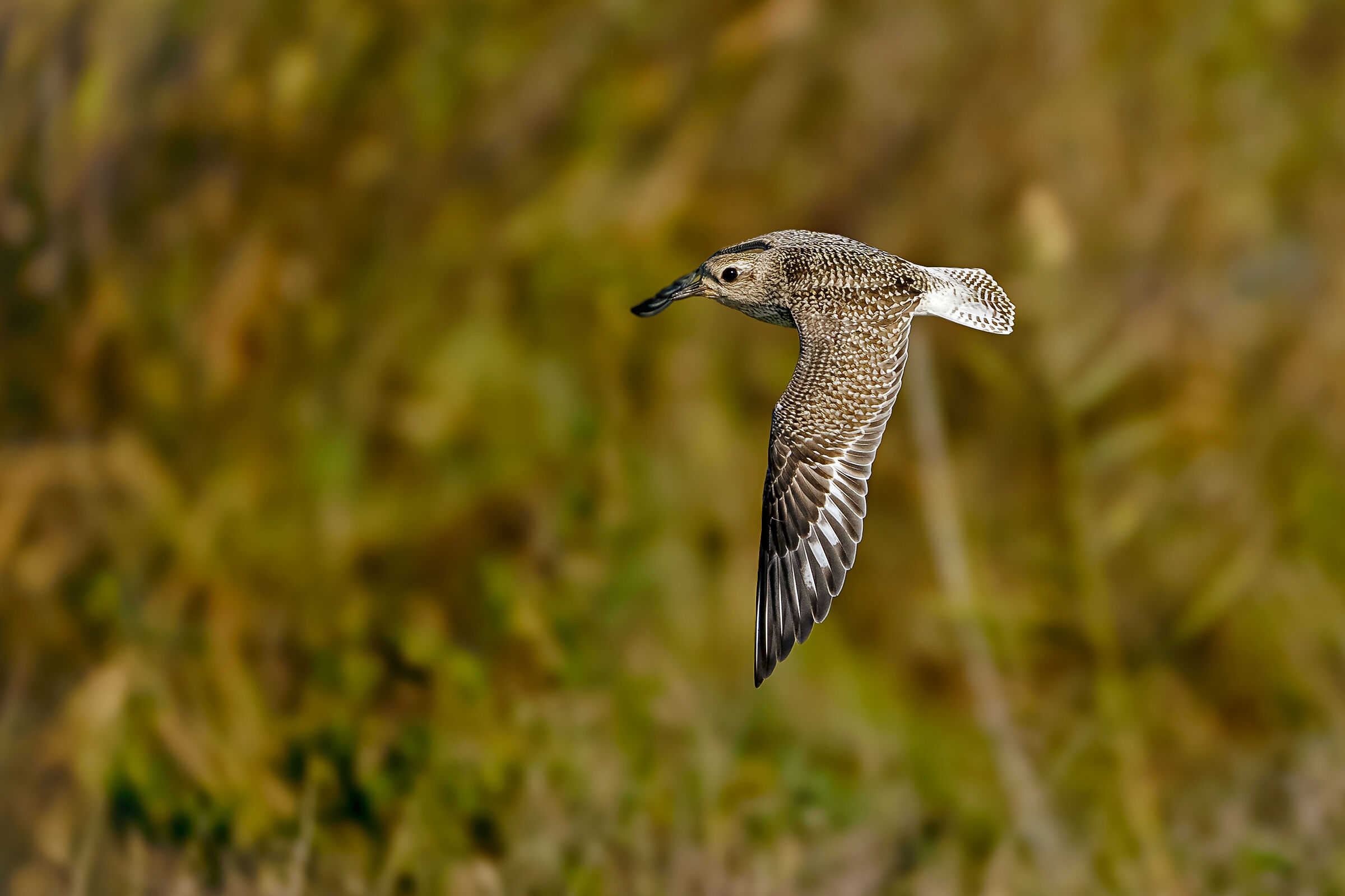 Grey plover