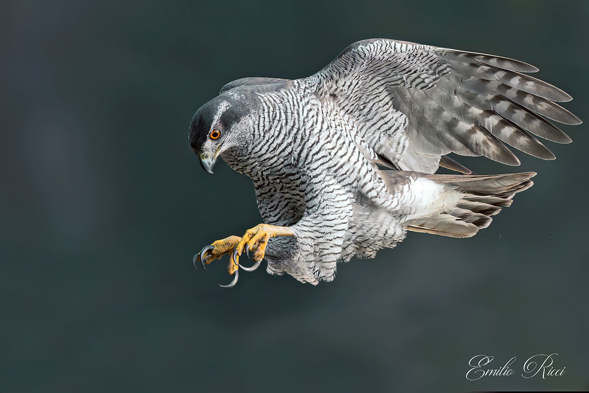 Goshawk