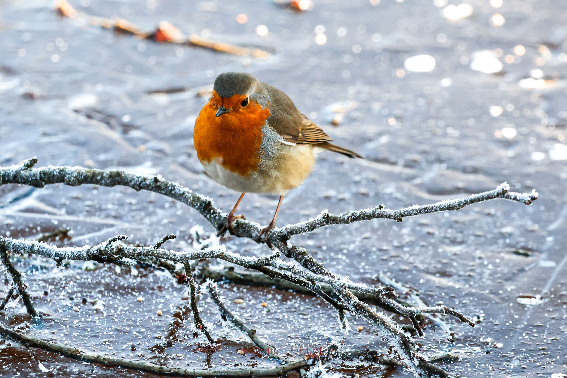 Robin