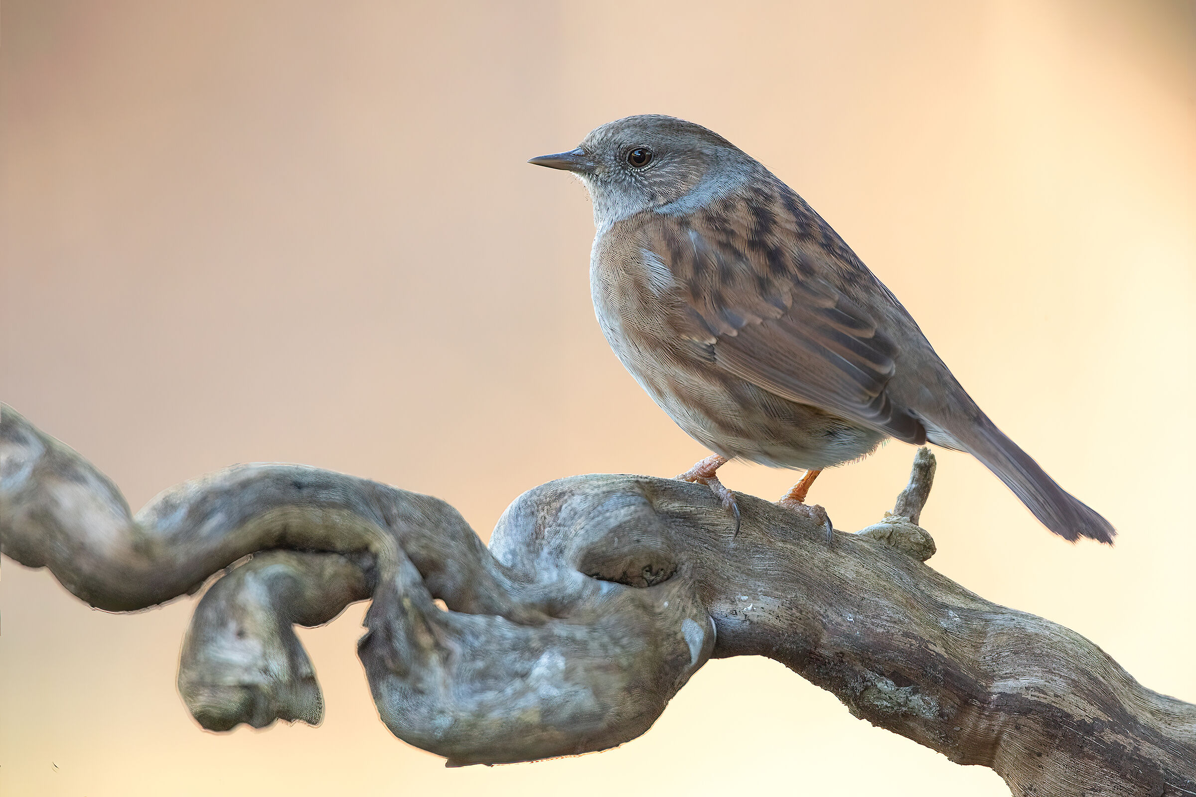 Dunnock