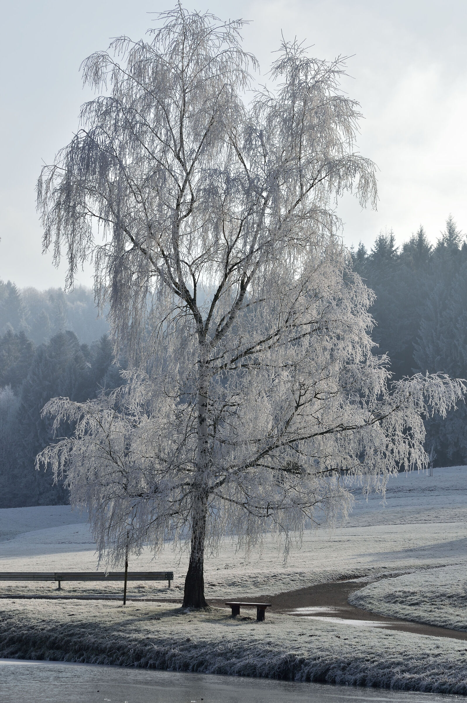 Frosty Birch