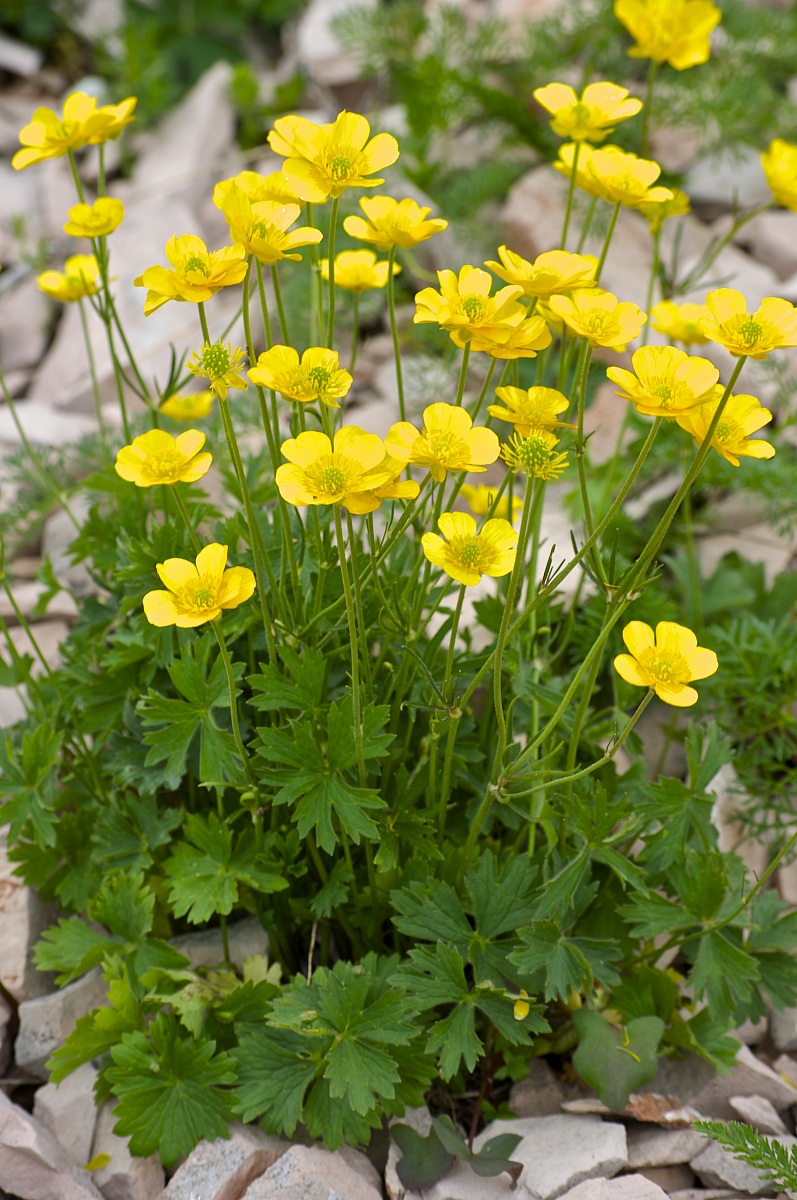 Ranuncolo bulboso(Ranunculus bulbosus)
