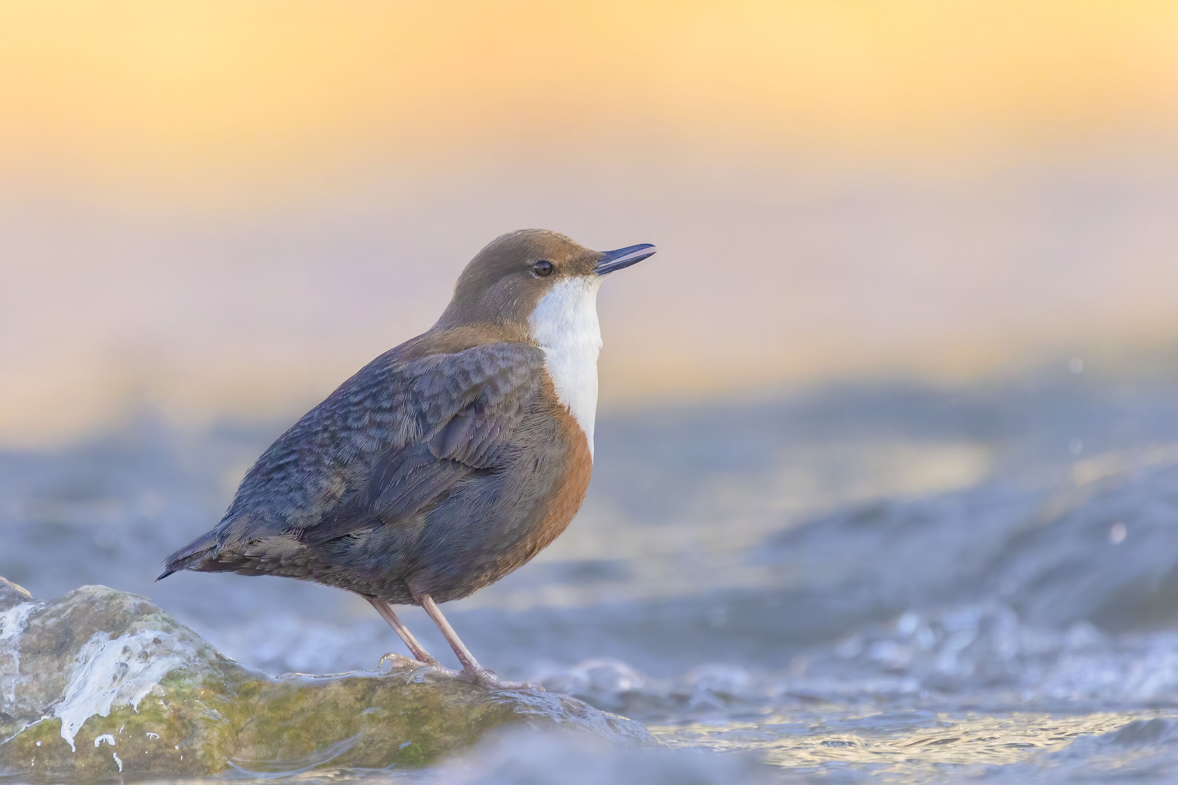 luci del tramonto a filo d'acqua, merlo acquaiolo