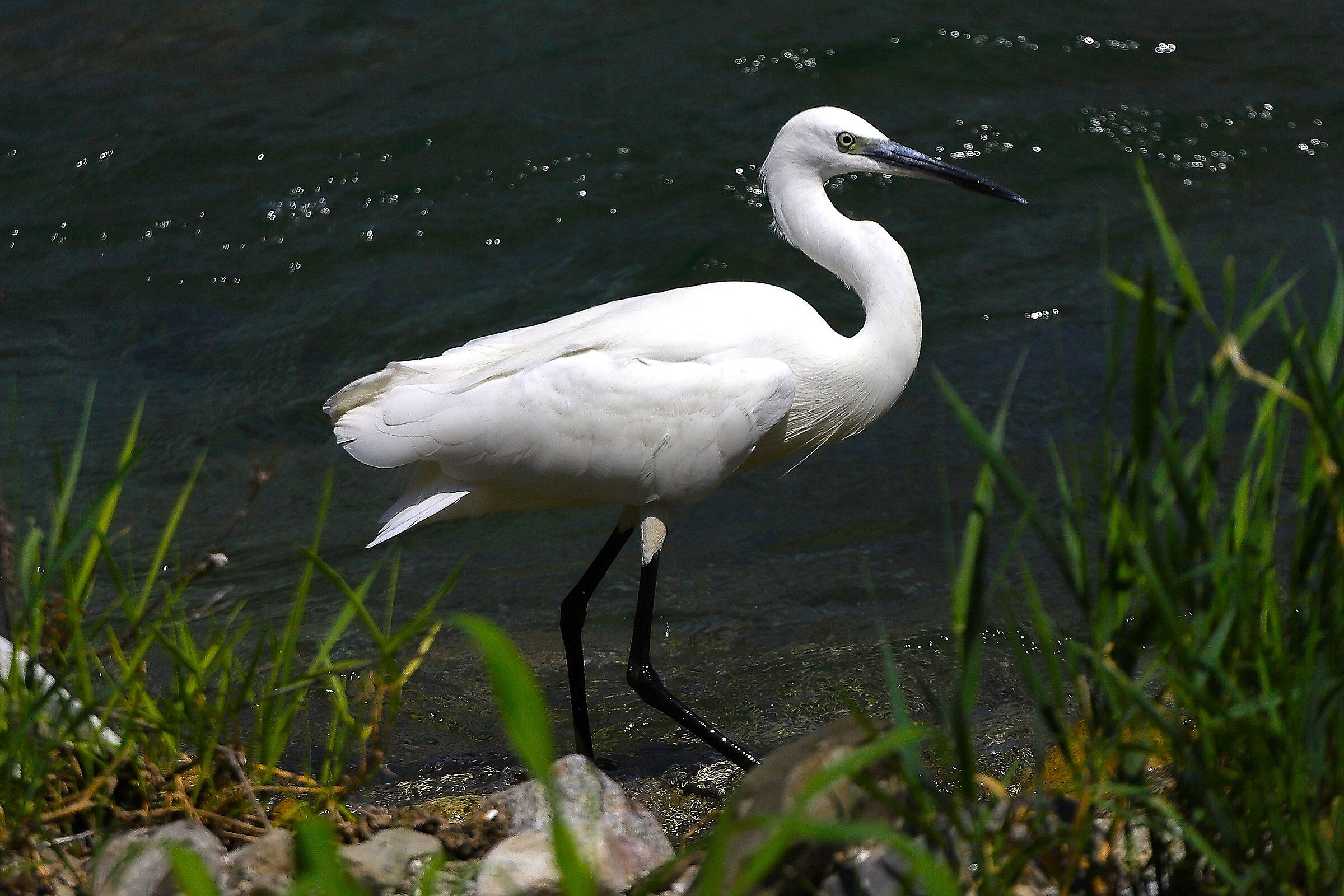 Garzetta 08 agosto 2024 - 0202