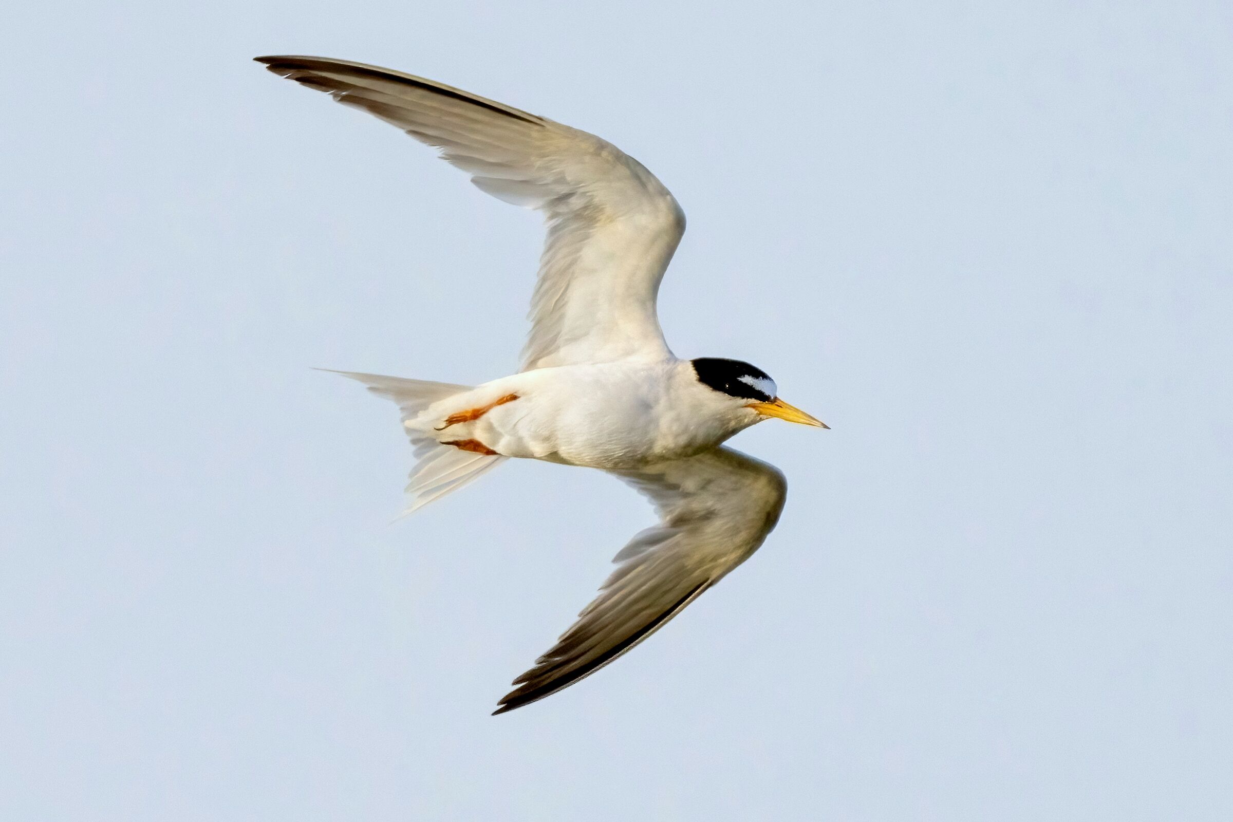 Little Tern (Sternula albifrons)