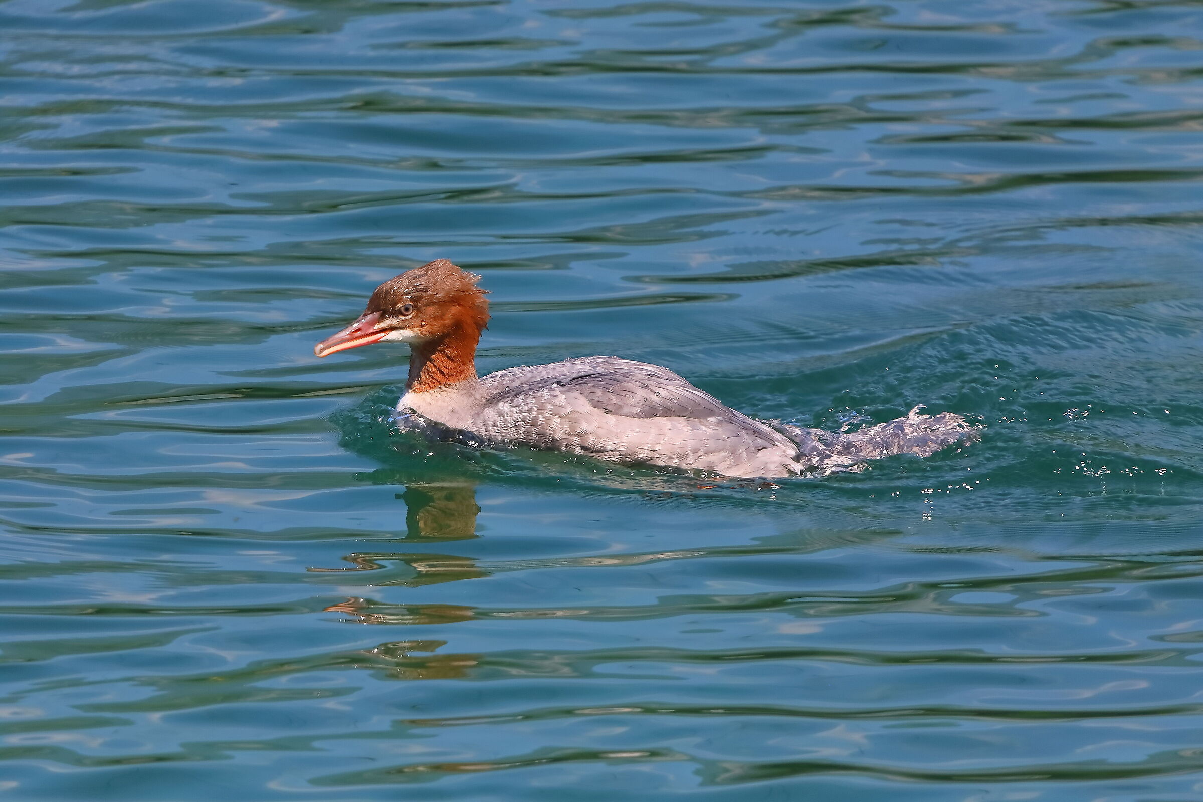 Smergo M 09 agosto 2024 - 0002