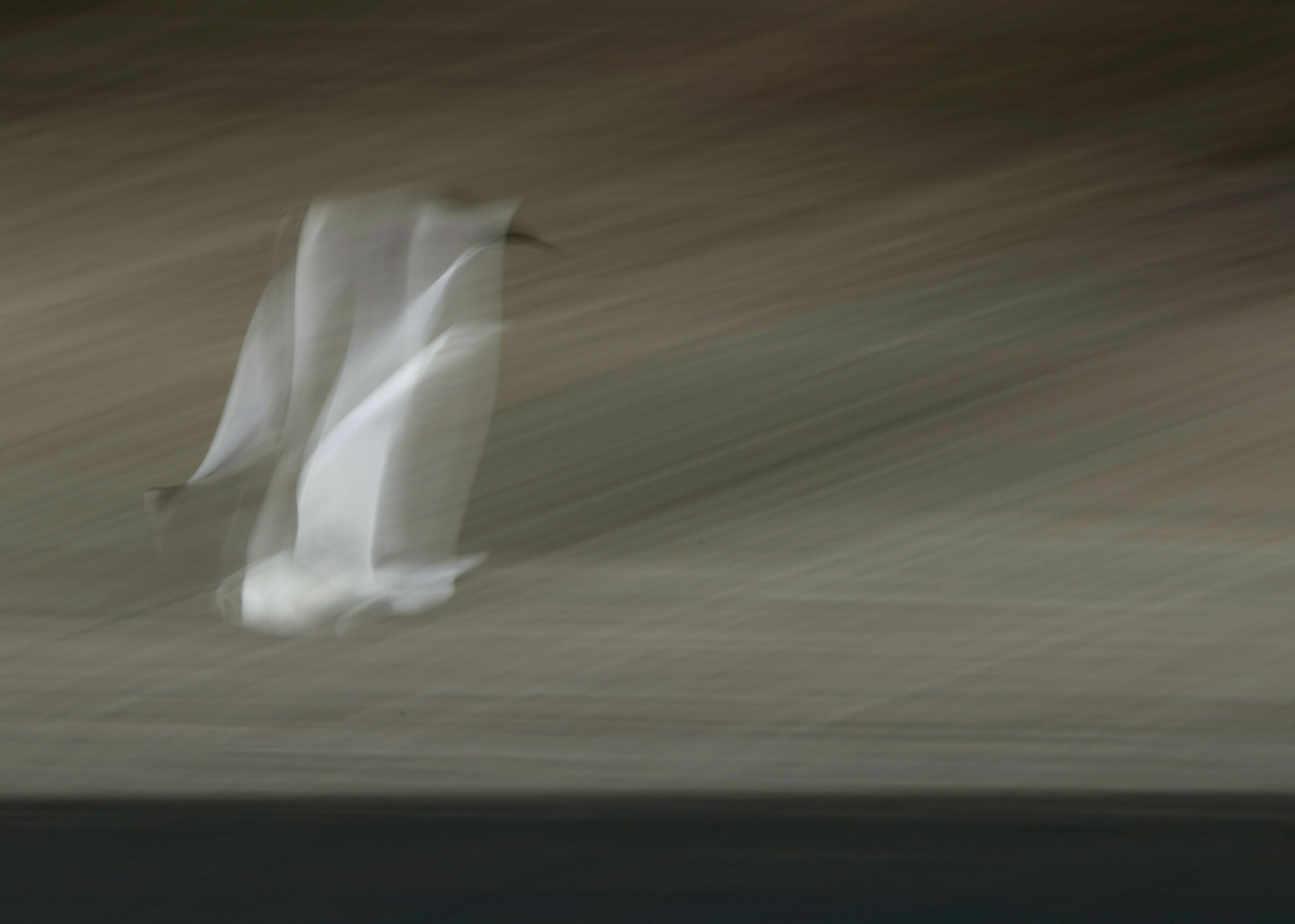 Seagull in flight