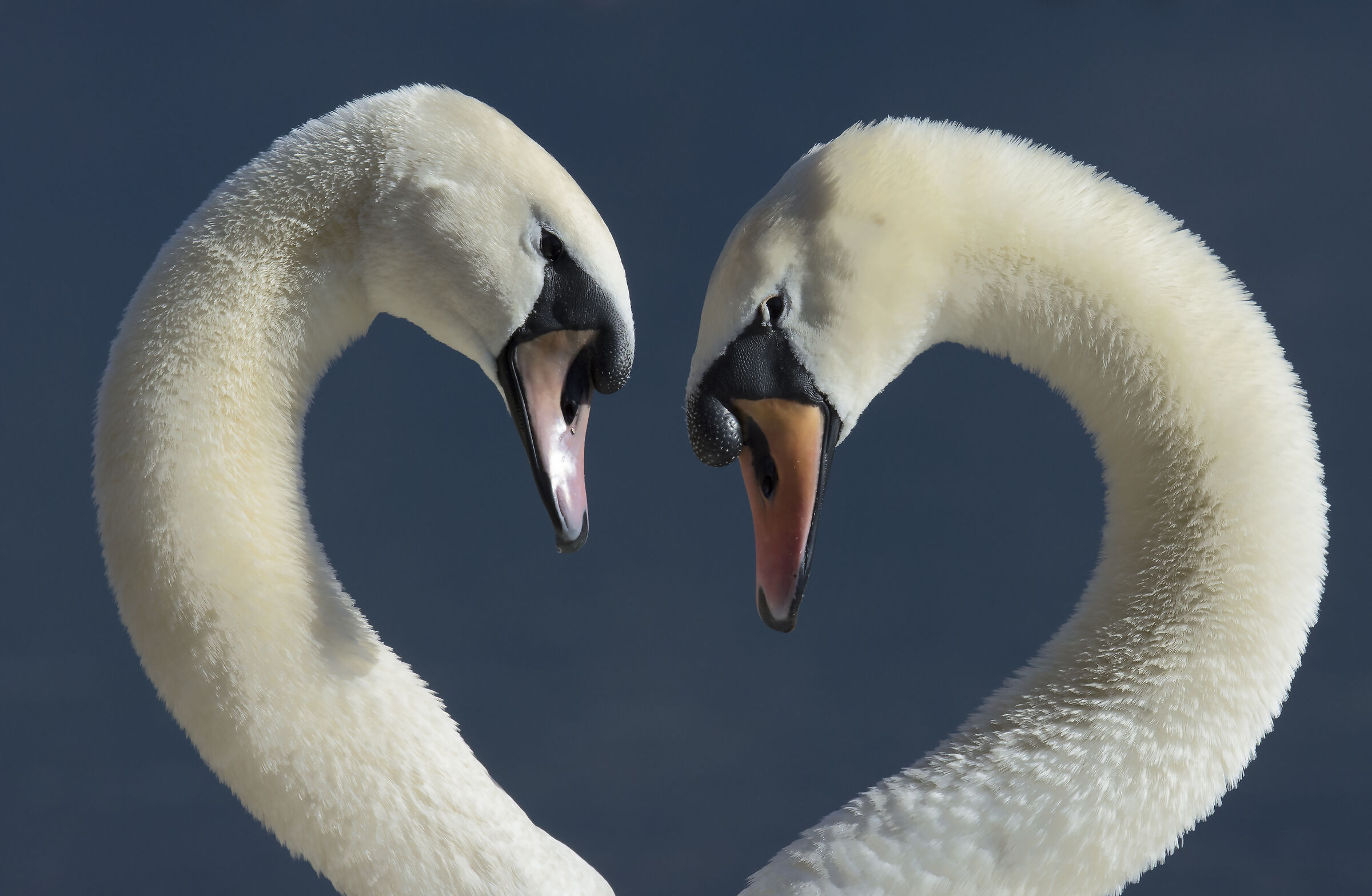Couple of swans.
