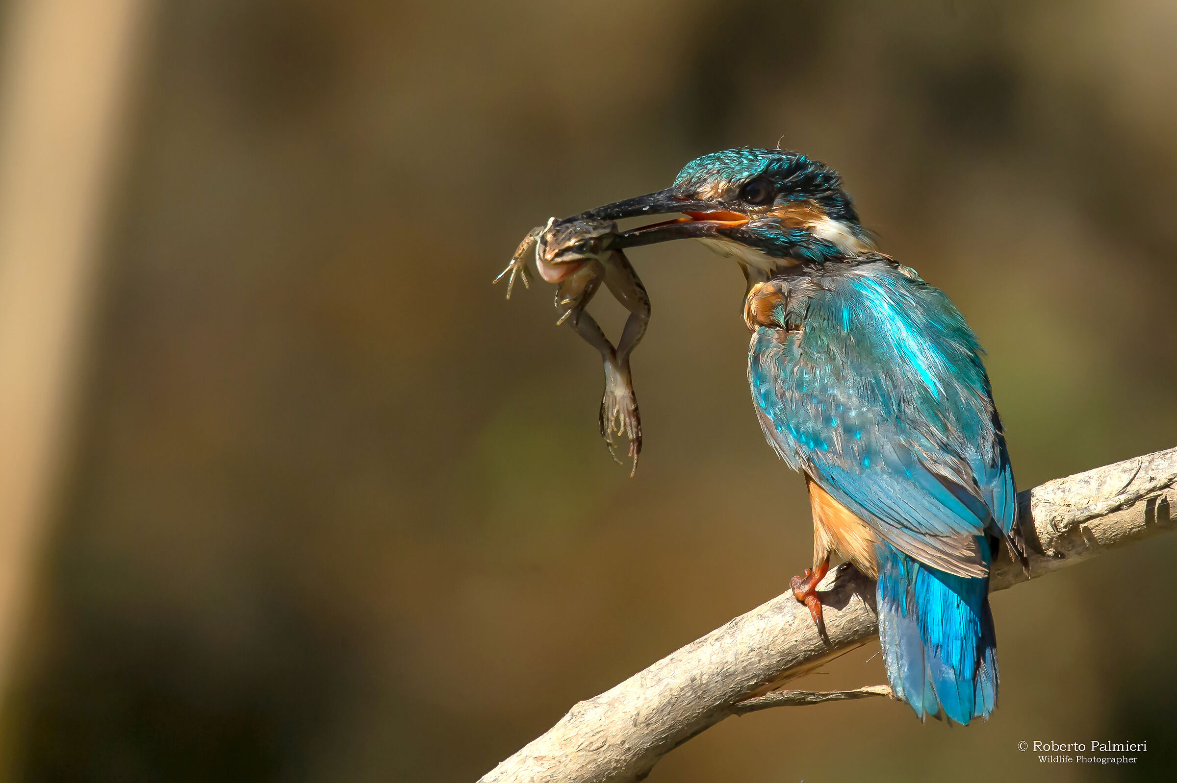 Kingfisher with frog