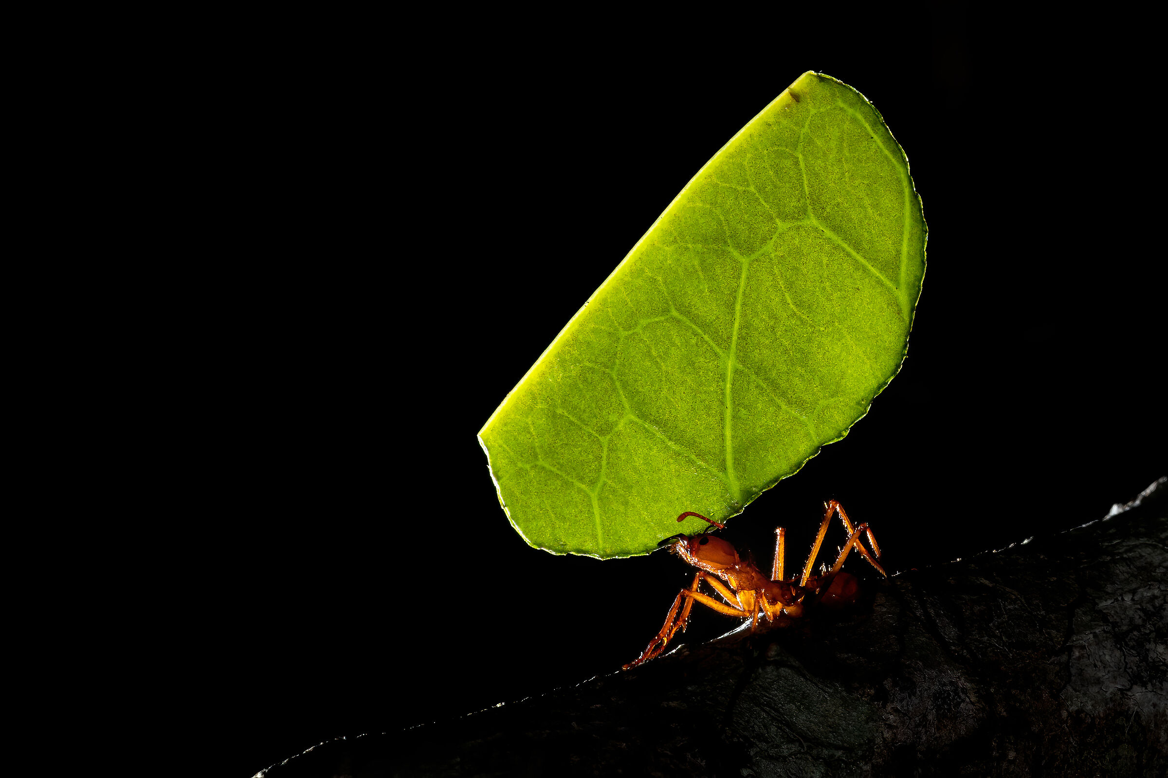 Cutter-leaf ant, Selva Verde National Park, Costa Rica