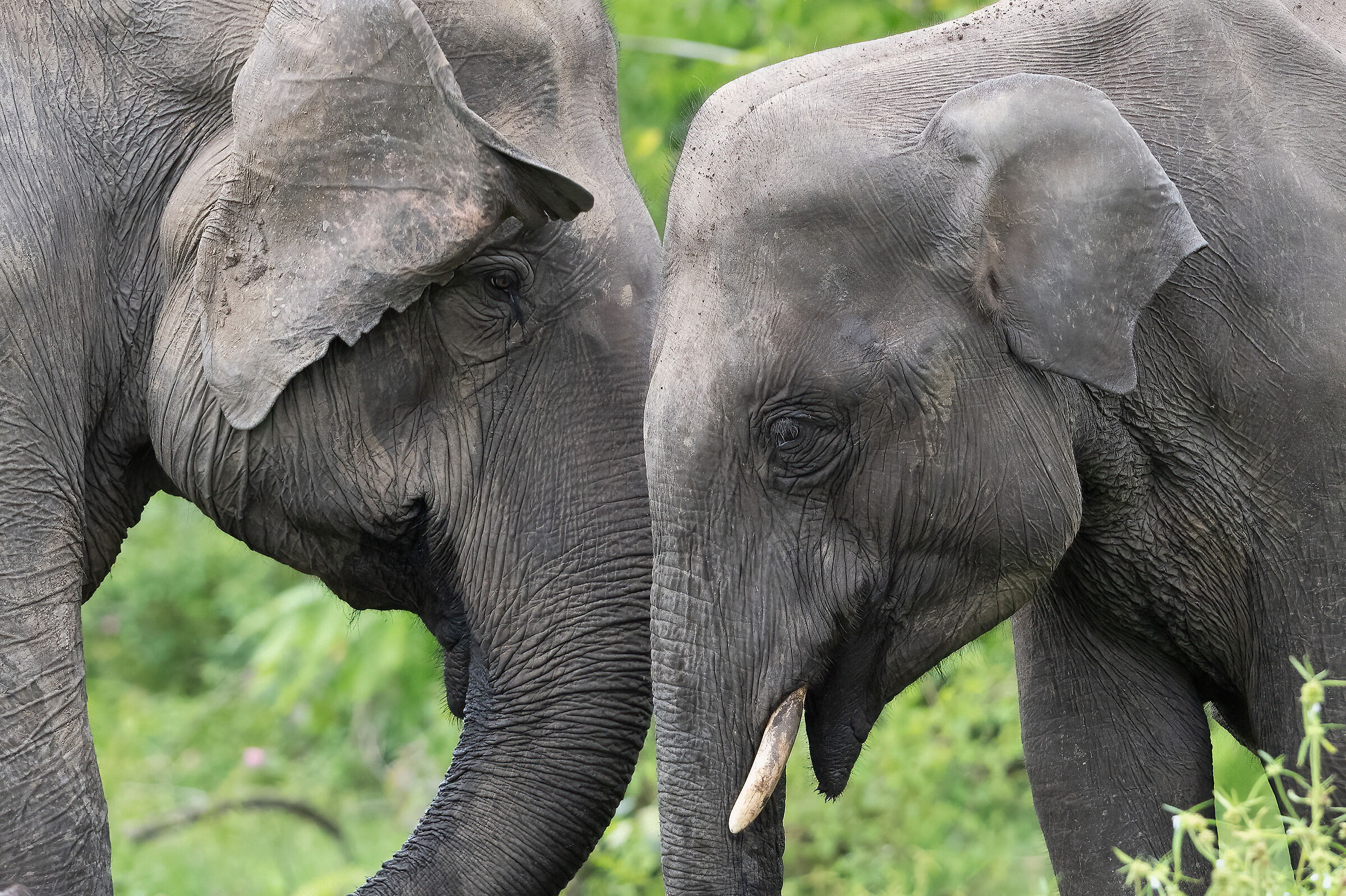 Asian elephant