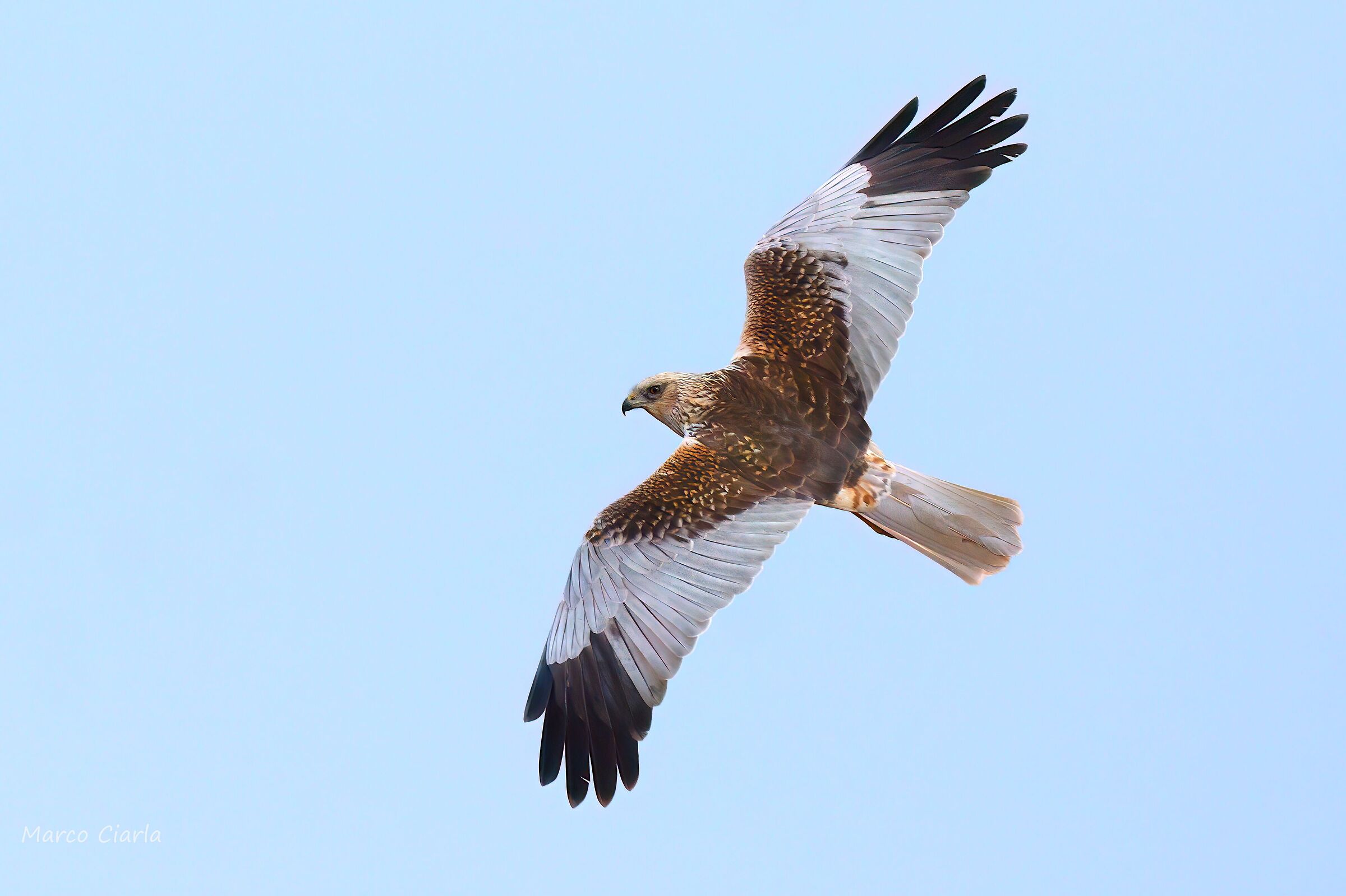 Marsh Harrier (Circus aeruginosus)