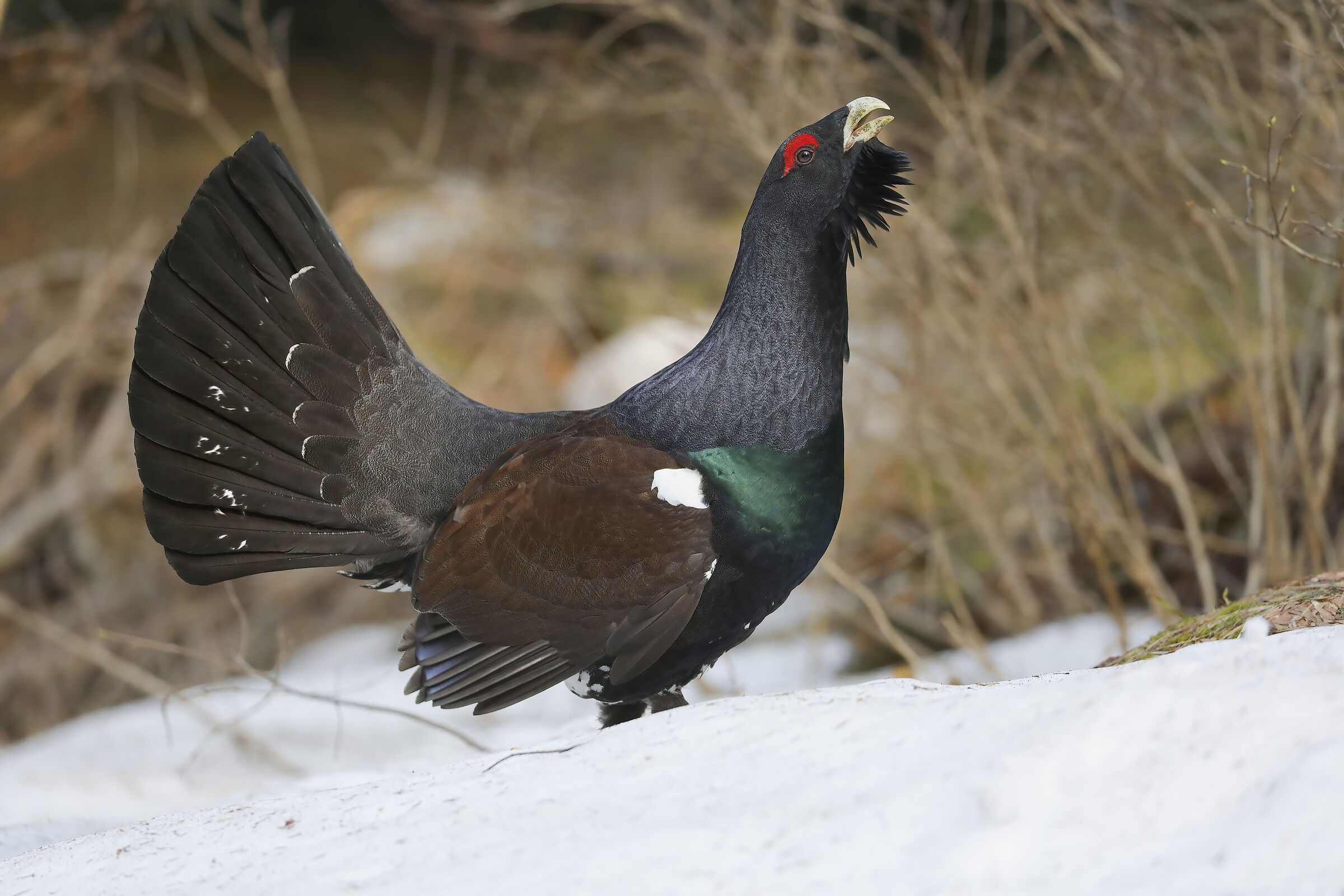 nella neve nel bosco, gallo cedrone