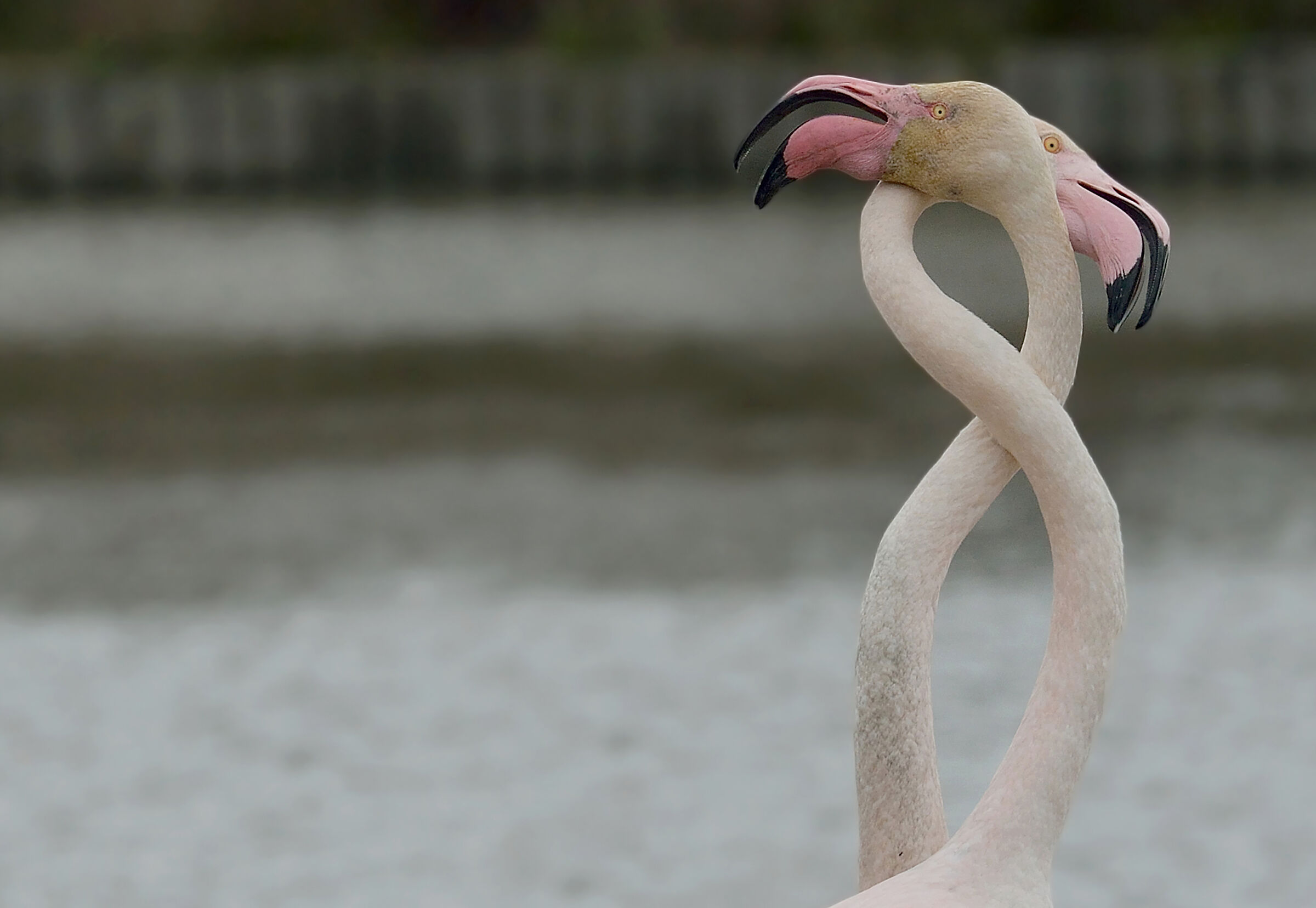 Pair of swans.