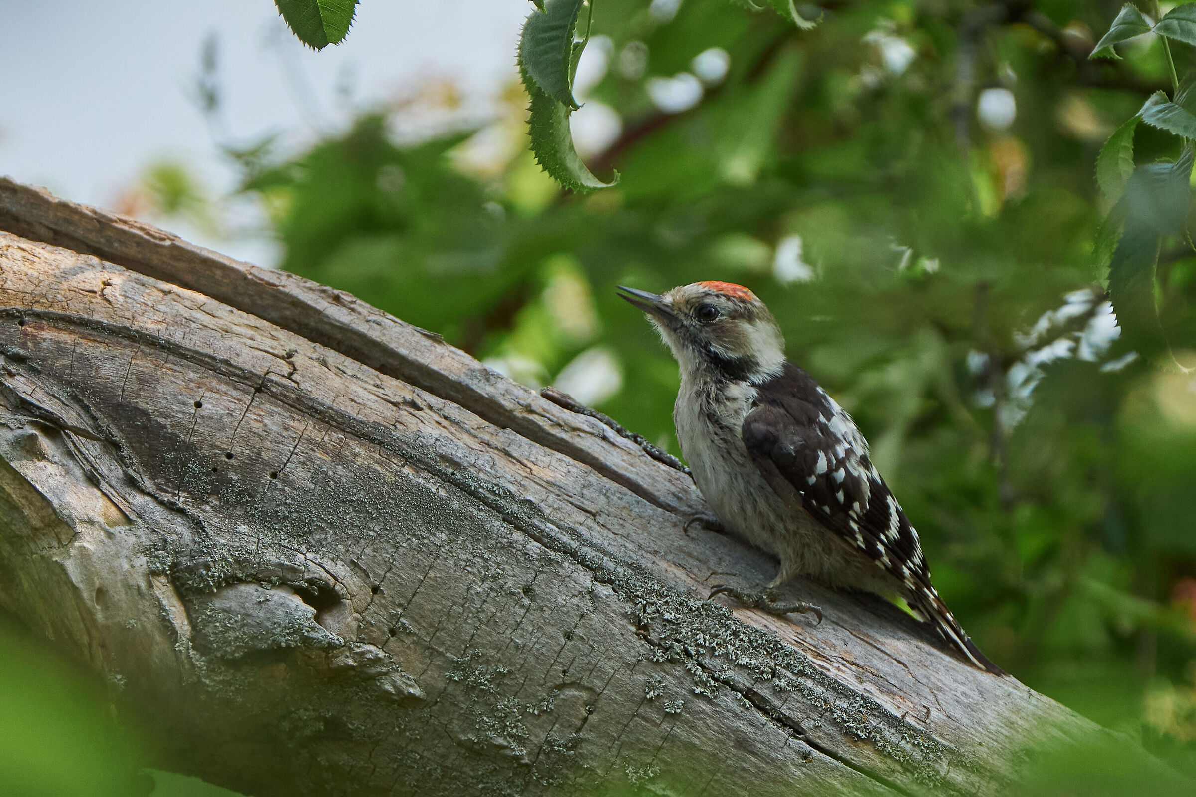 Lesser Spotted Woodpecker