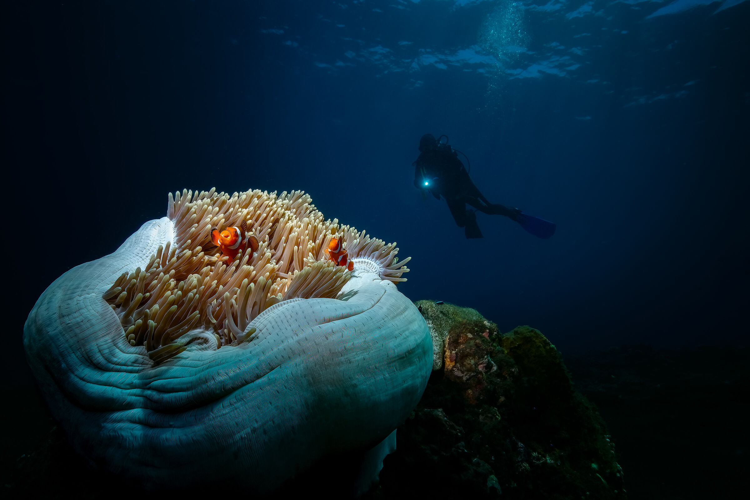 clown fish at Bali
