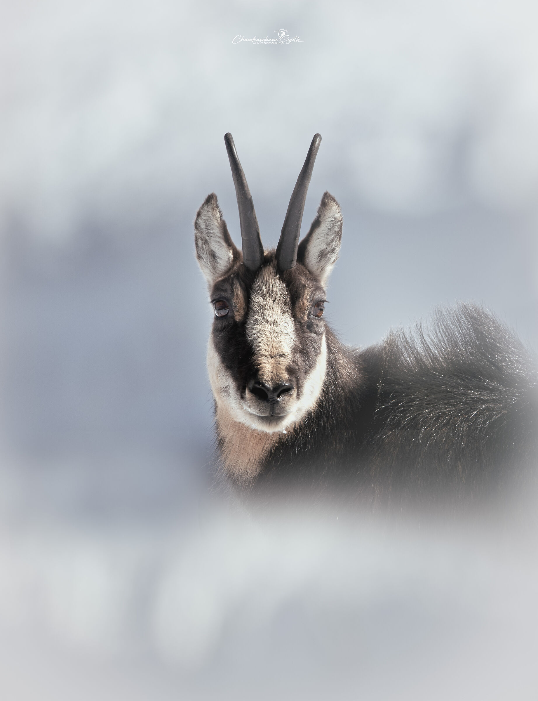 chamois