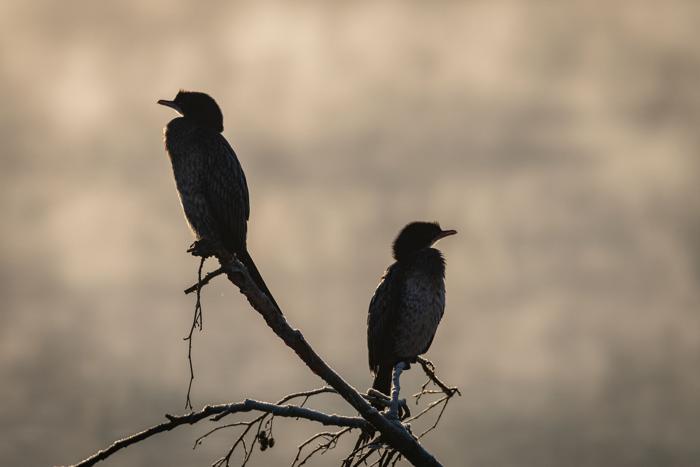 Marangoni in controluce