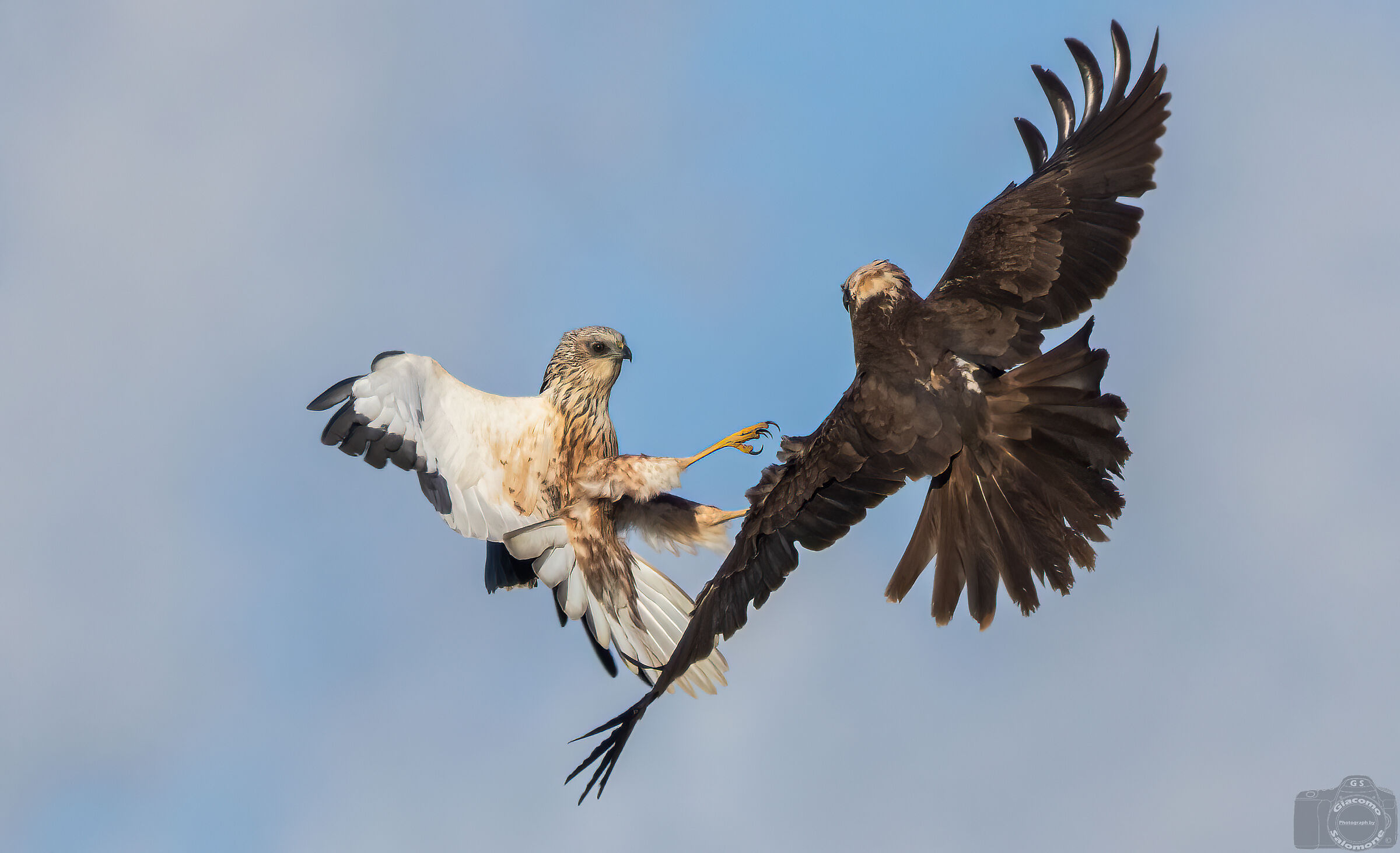 Quarrels between marsh harriers.
