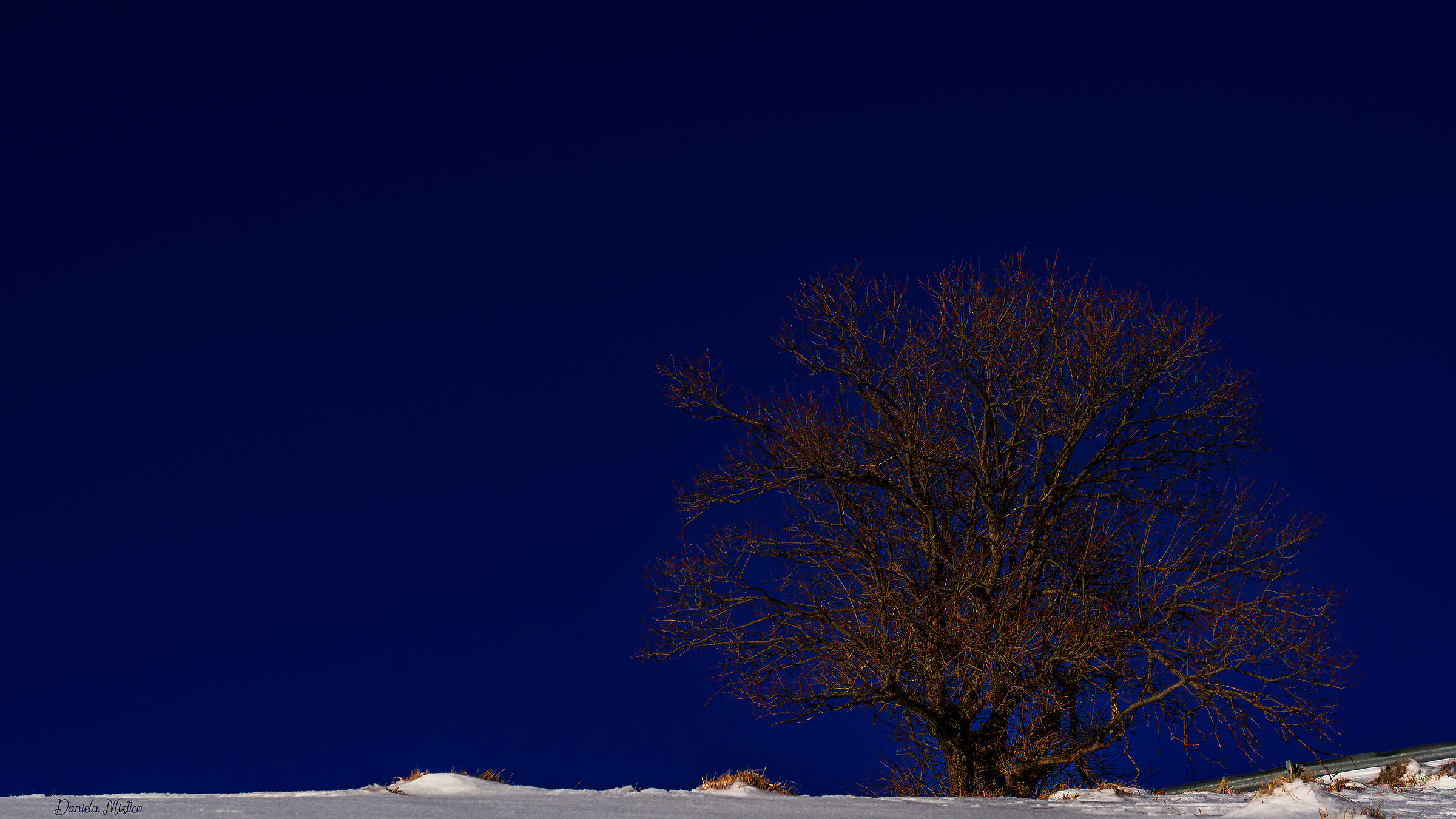 The Tree