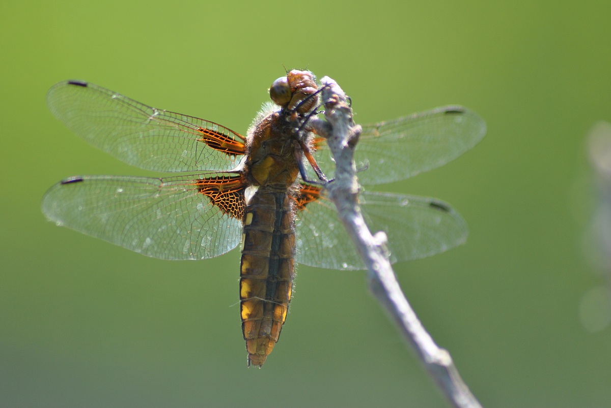 dragonfly