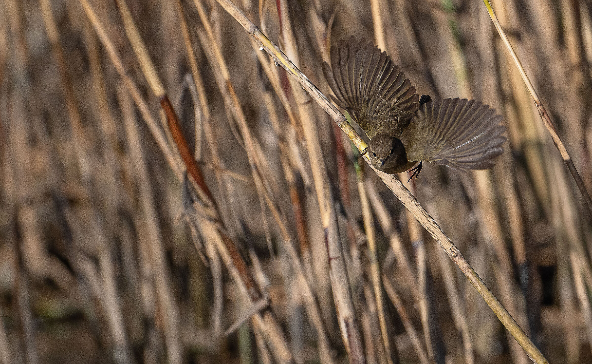 Chiffchaff