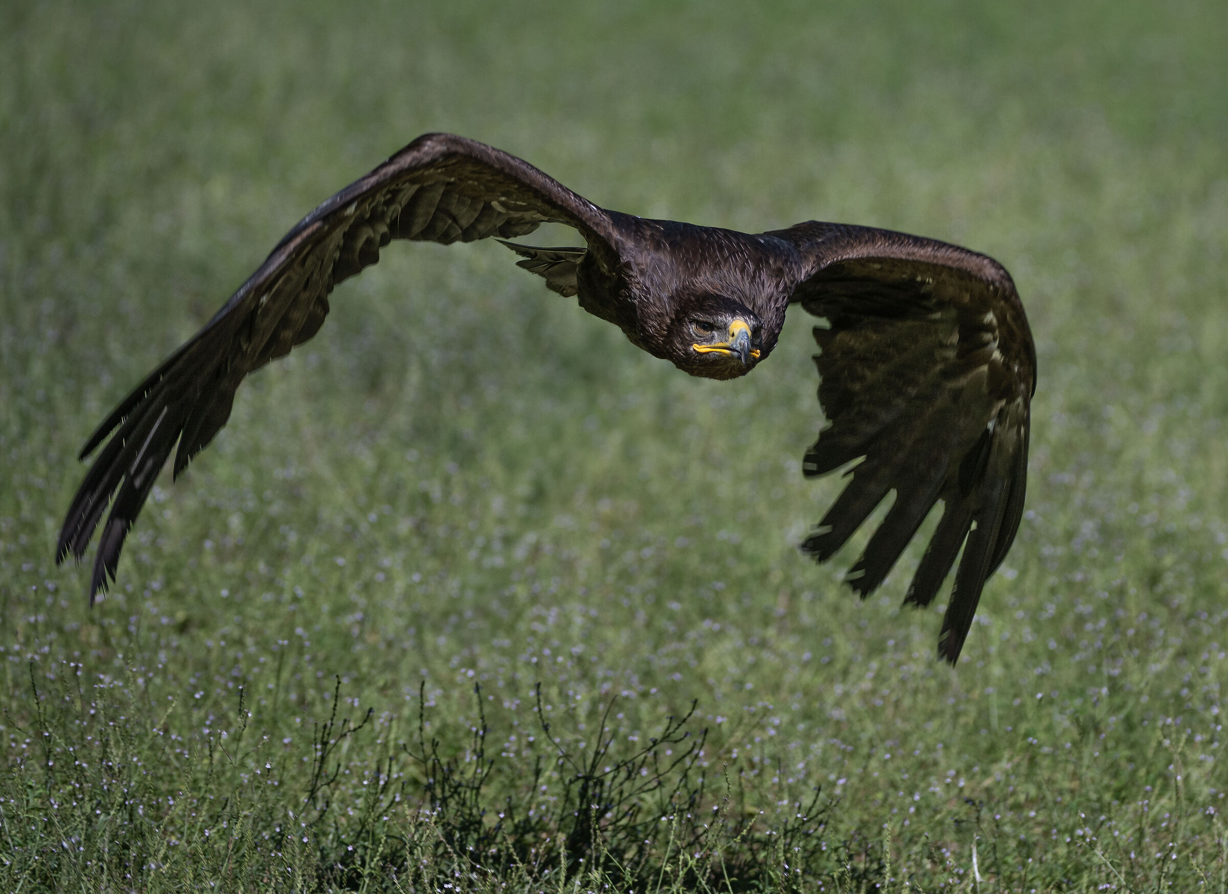 Aquila delle steppe