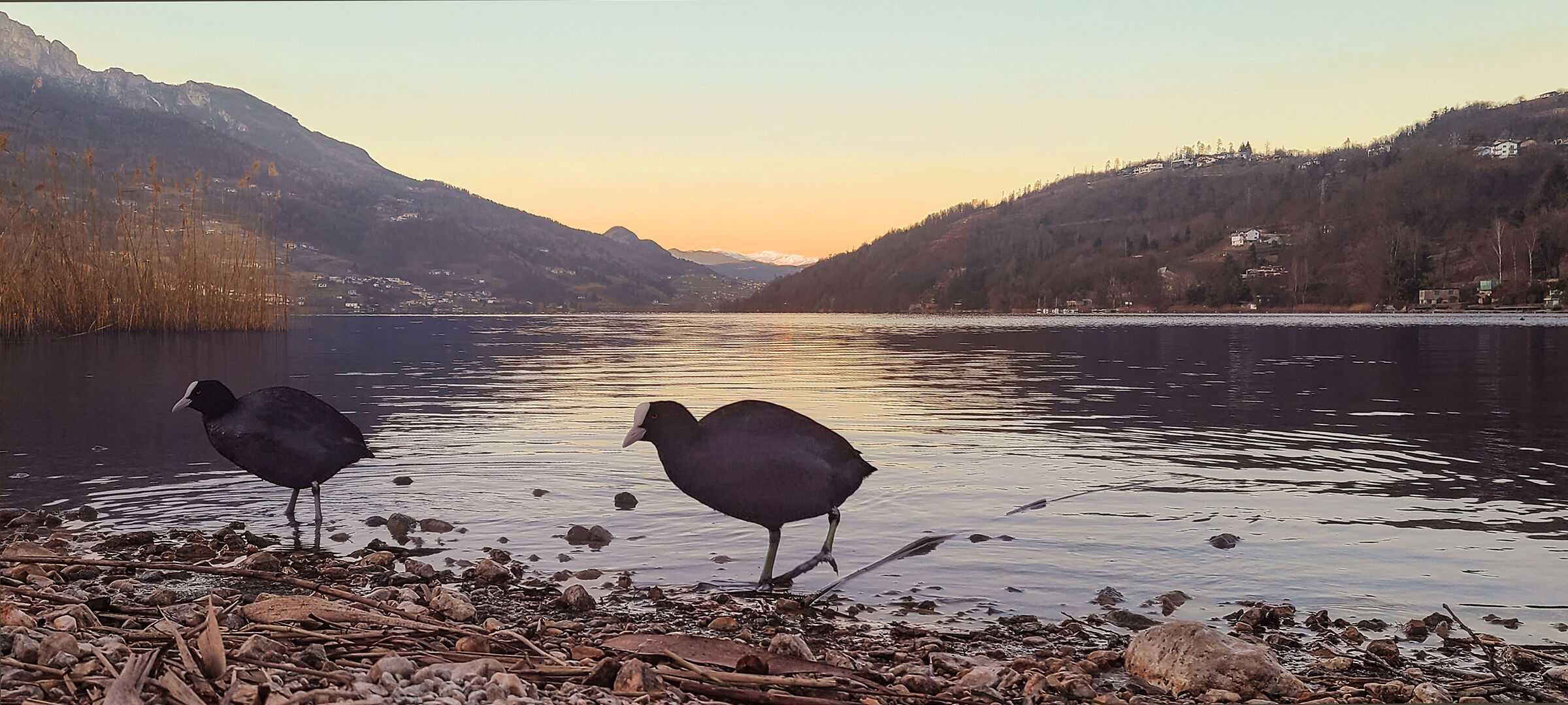 Coots at Lake Caldonazzo