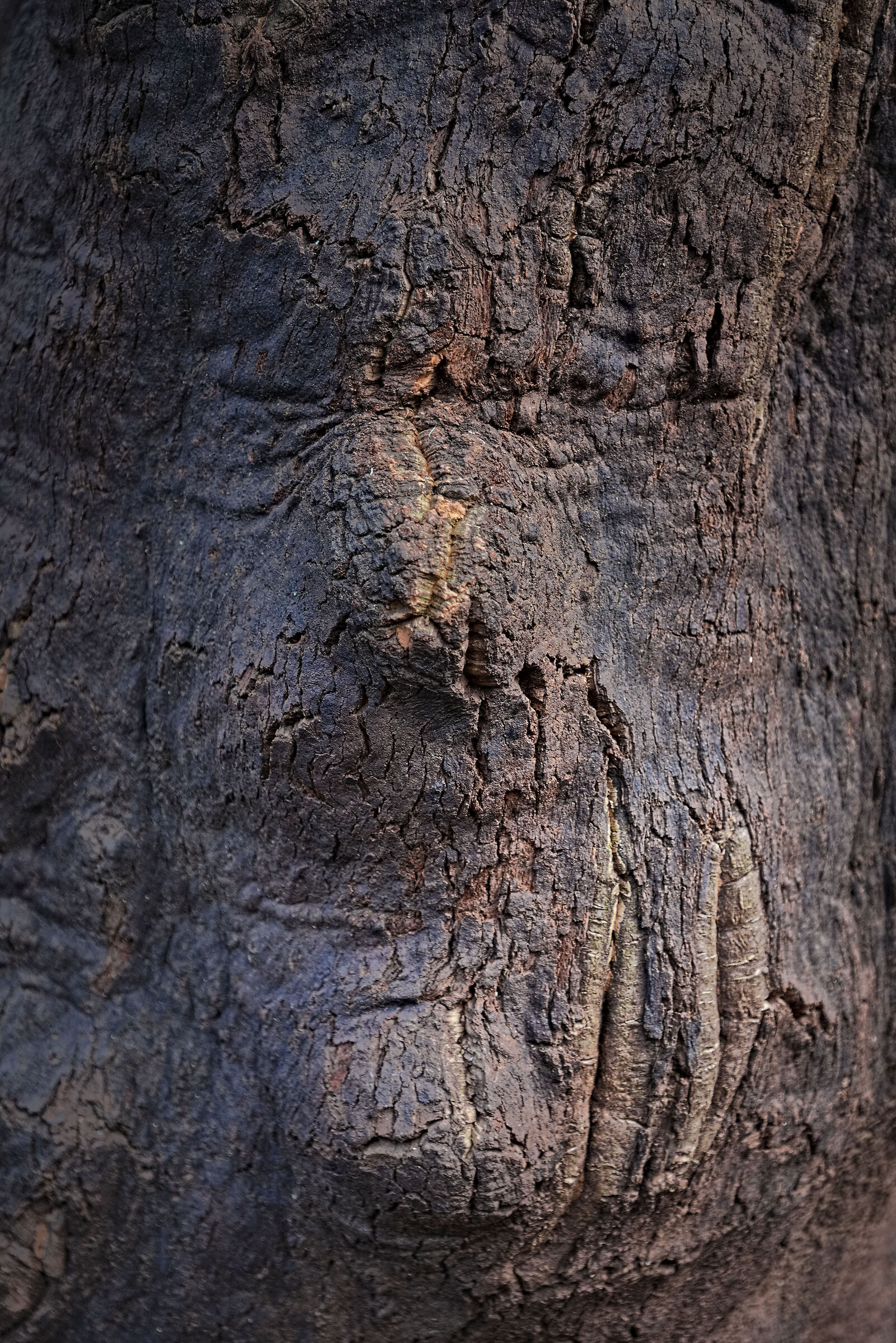 The face of the Oak