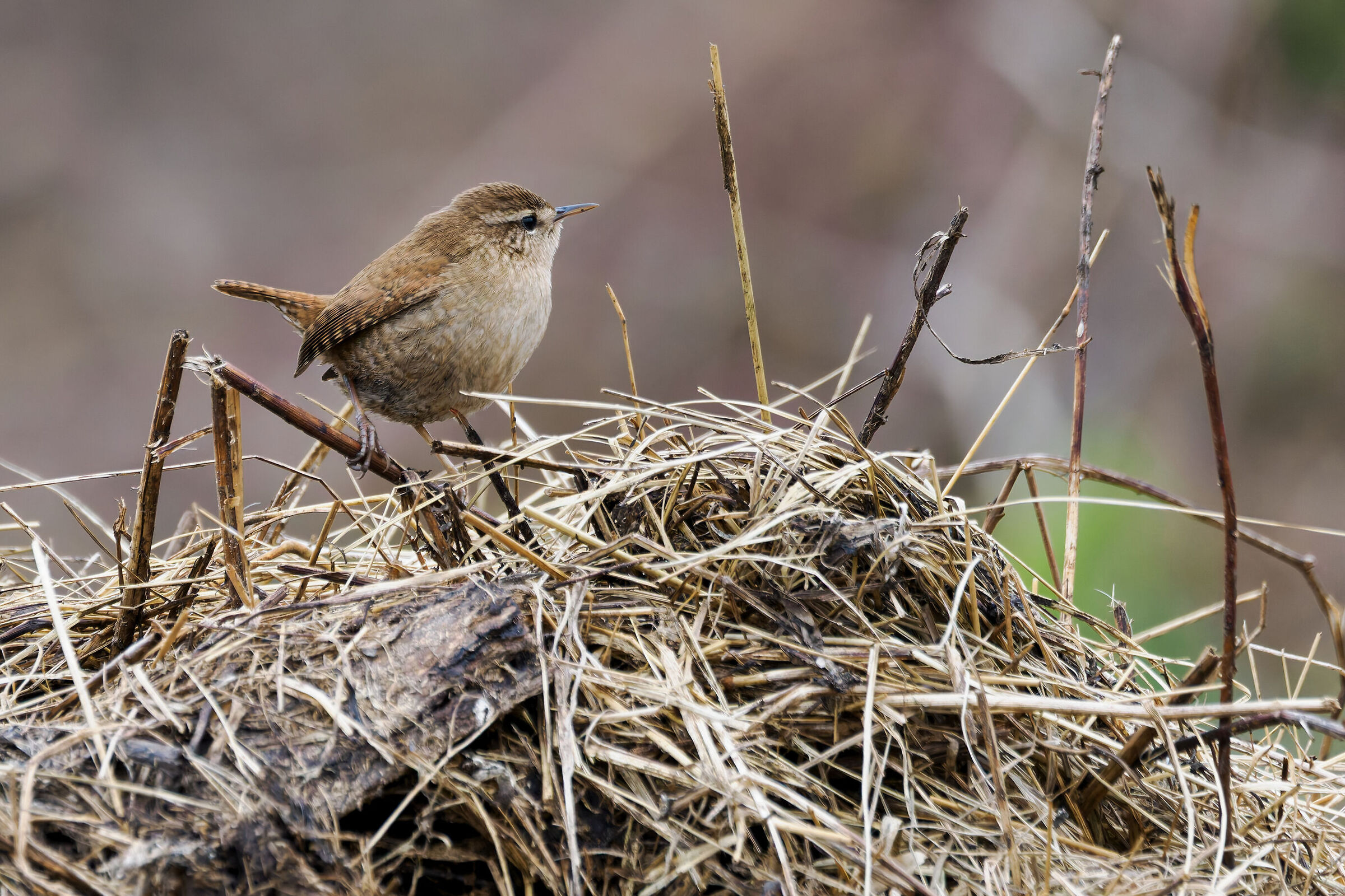Wren