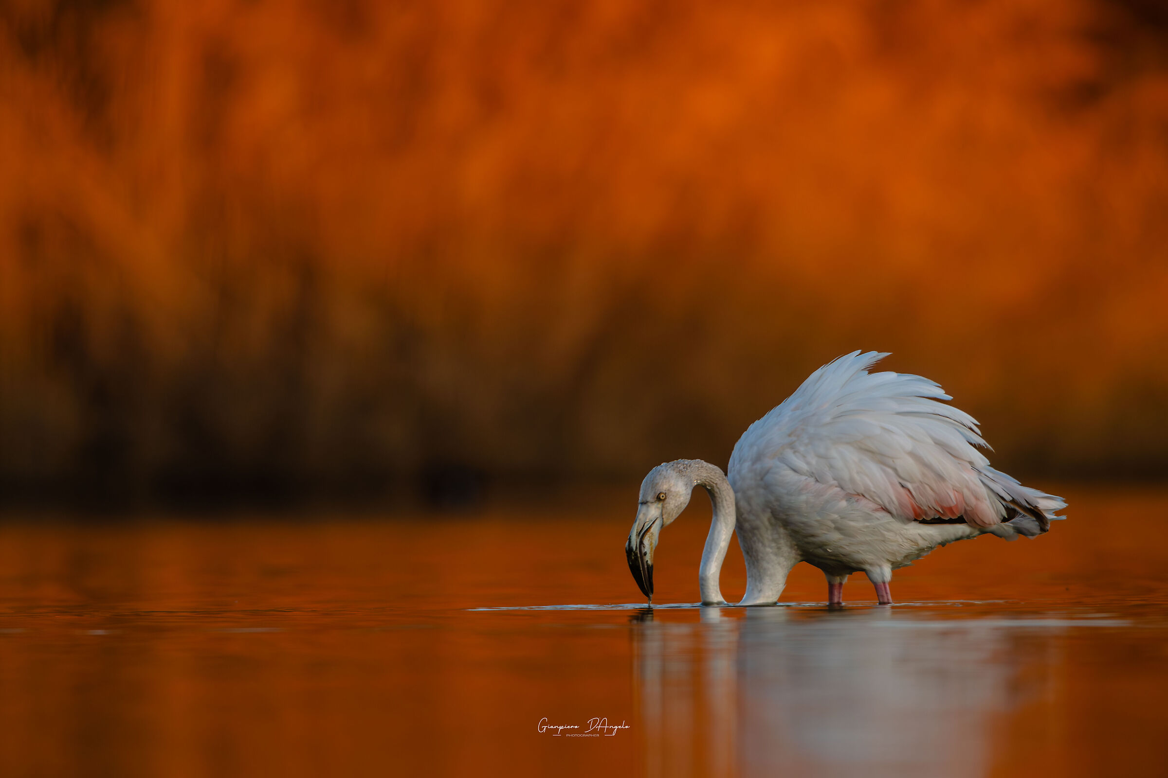 Flamingo at sunset