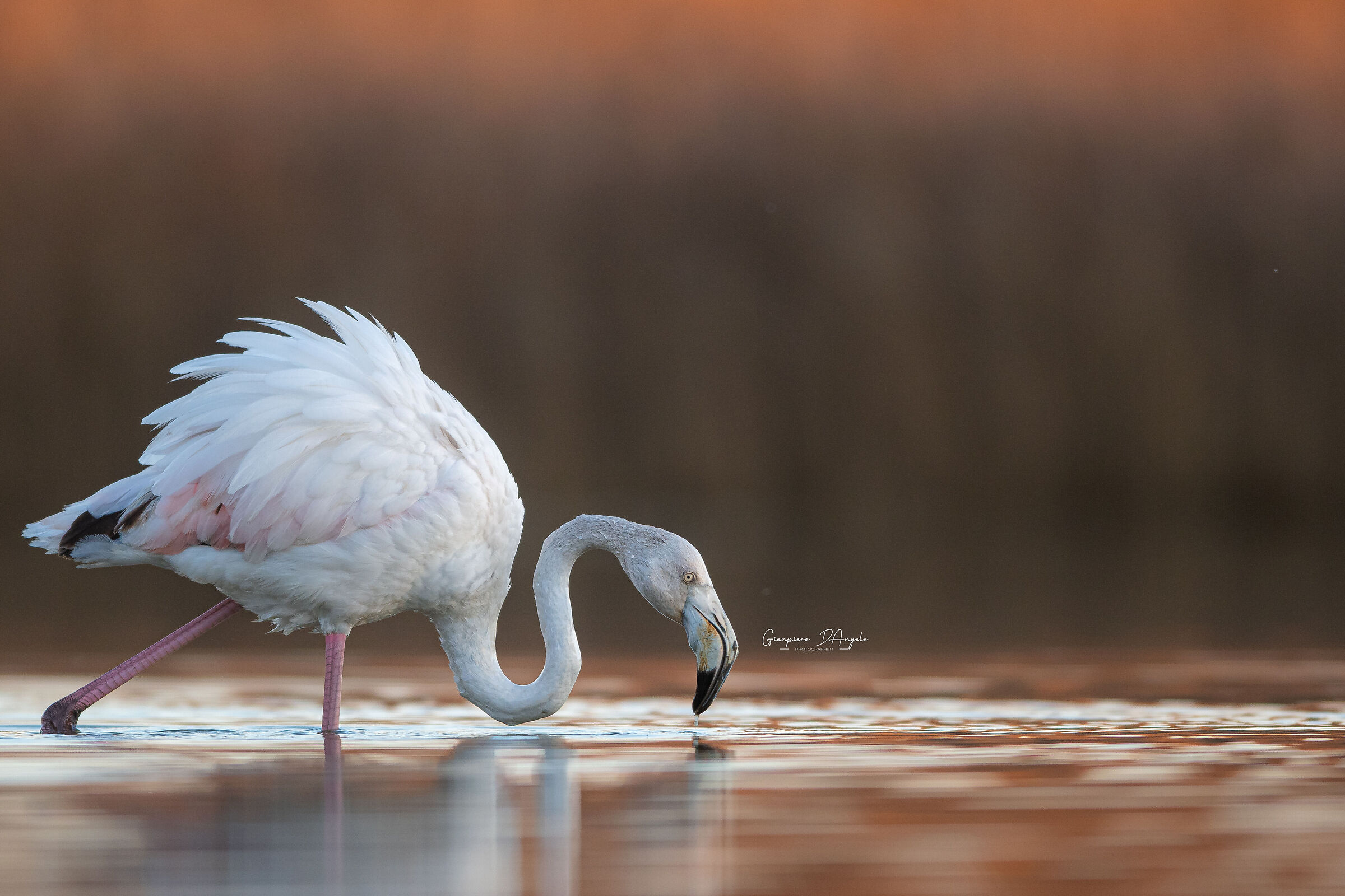 Almost pink flamingo