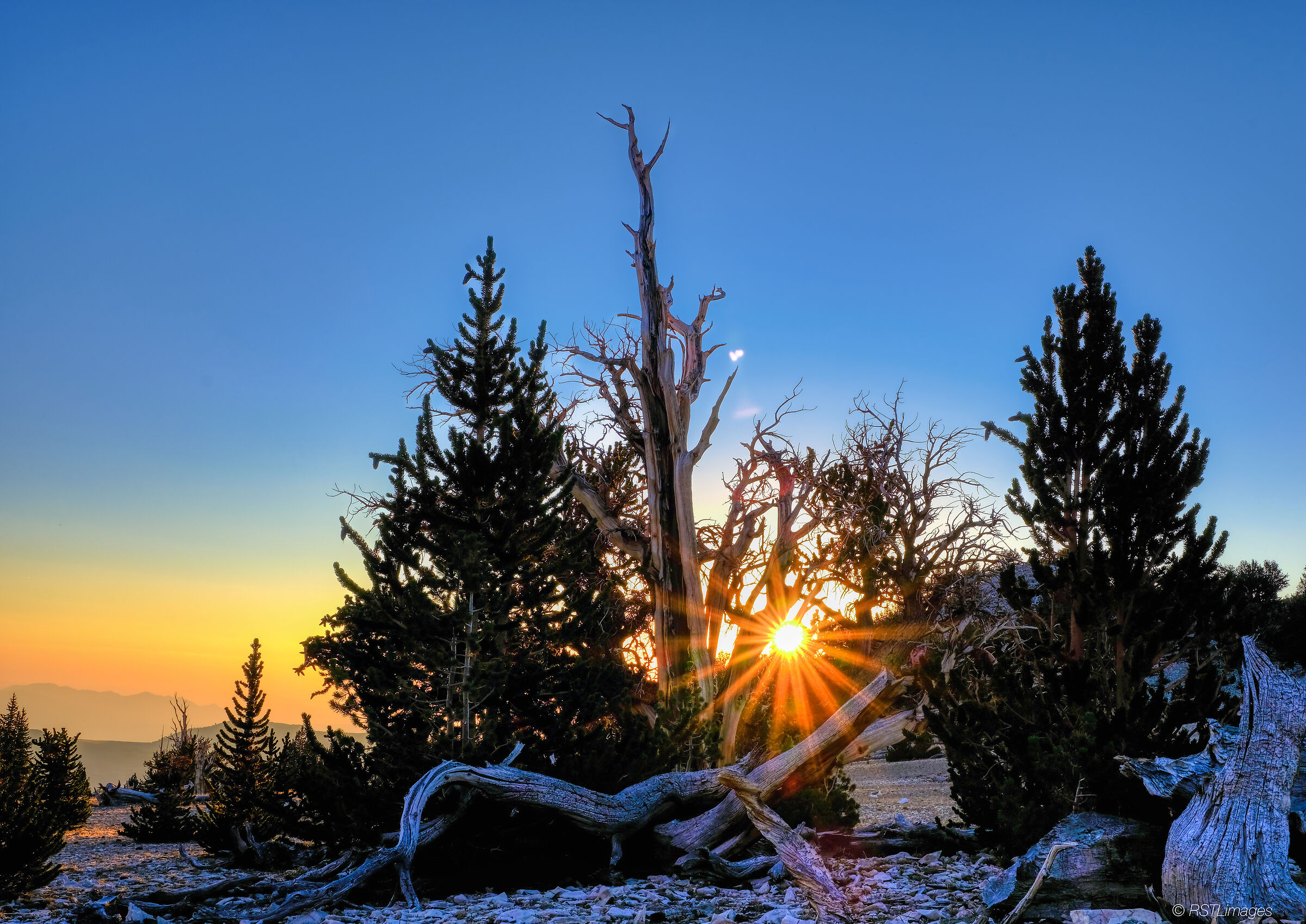 Alba di pino bristlecone