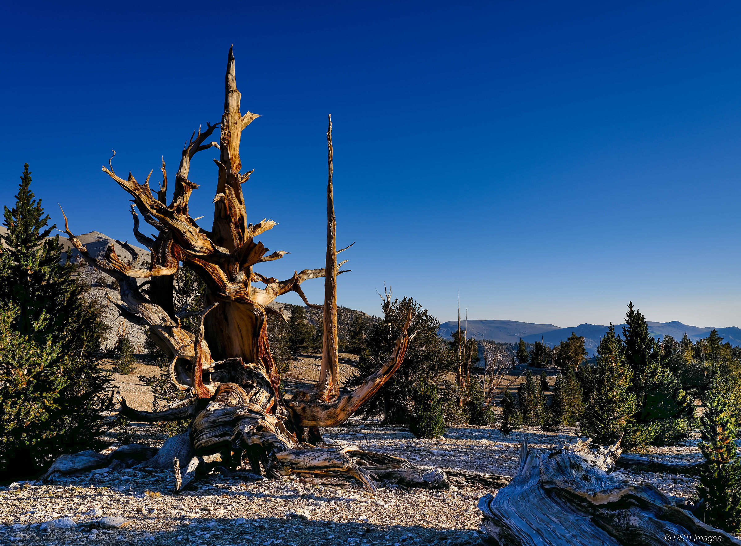 White Mountains - Patriarch Grove