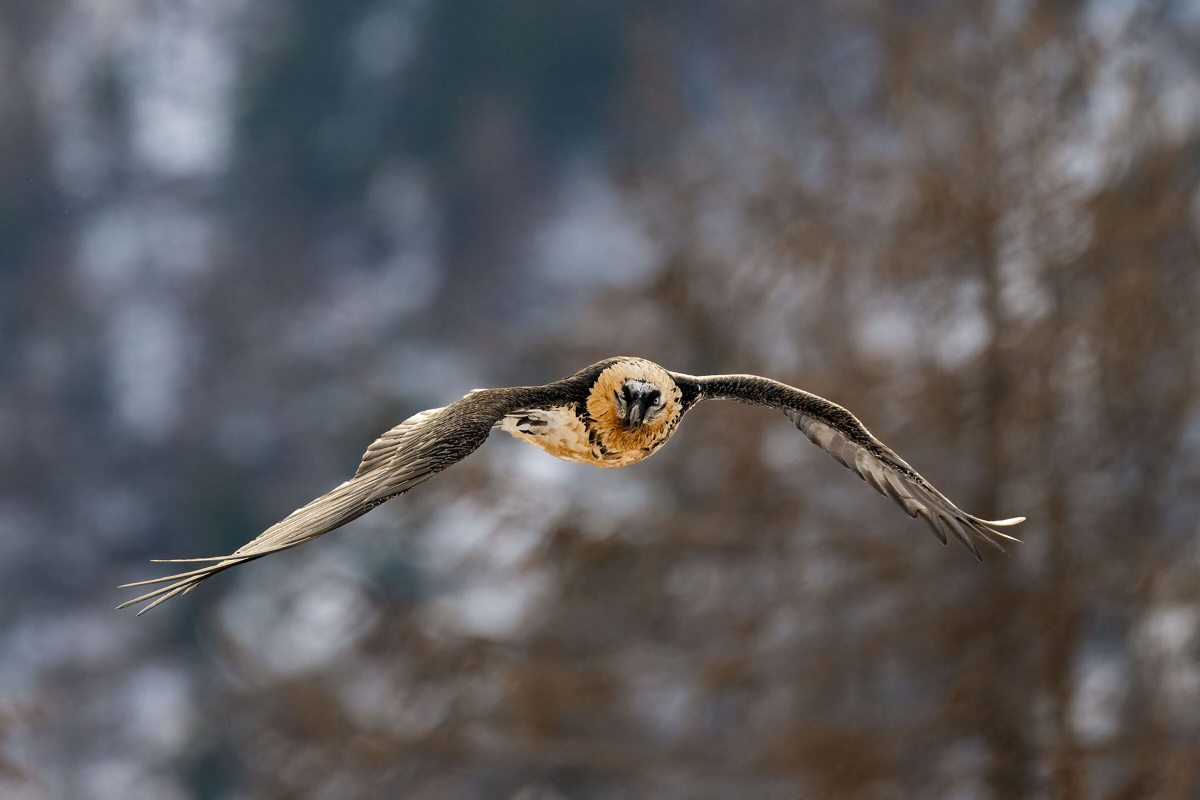 Gypaetus barbatus - Gran Paradiso National Park