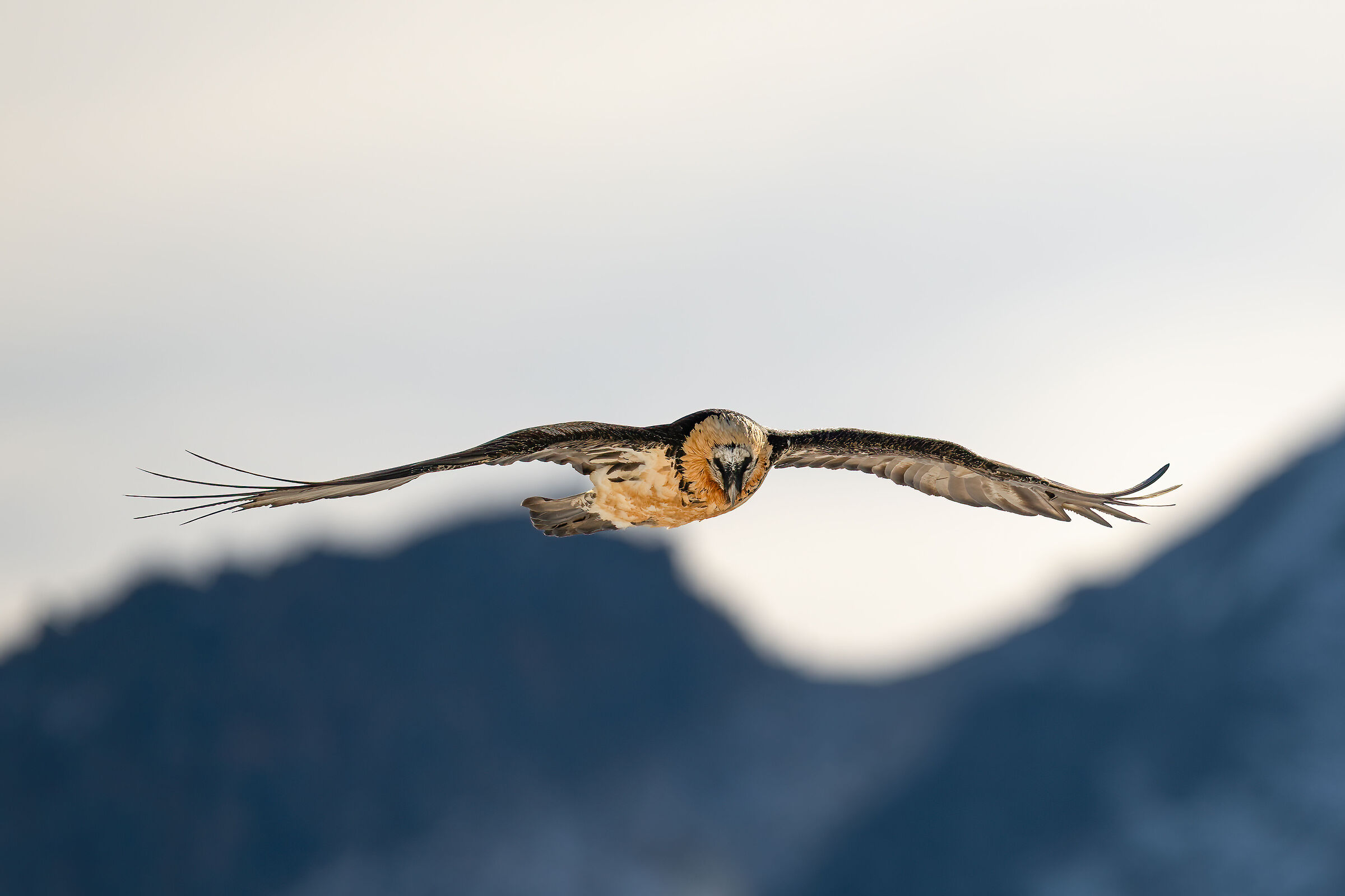 Gypaetus barbatus - Gran Paradiso National Park