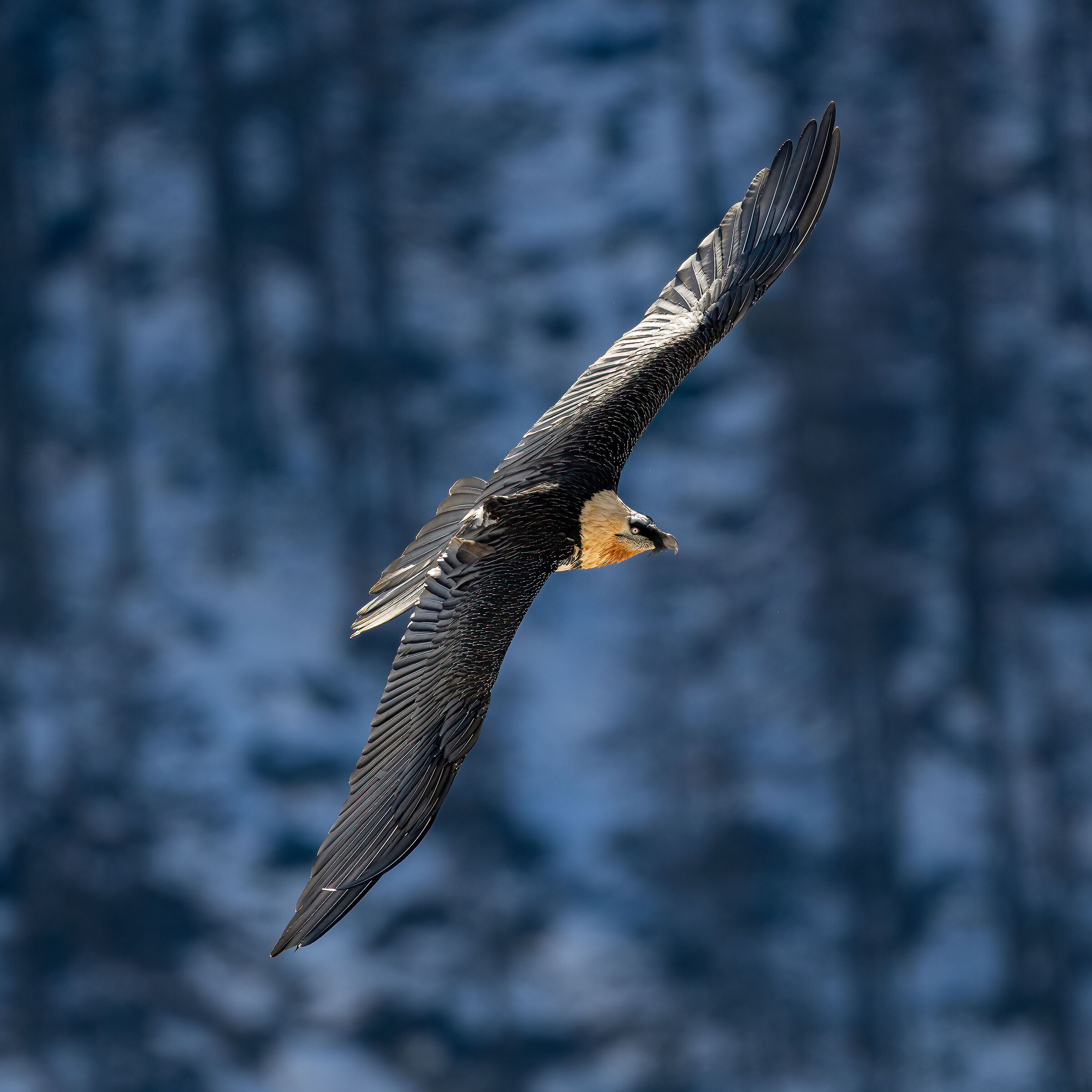 Gypaetus barbatus - Gran Paradiso National Park