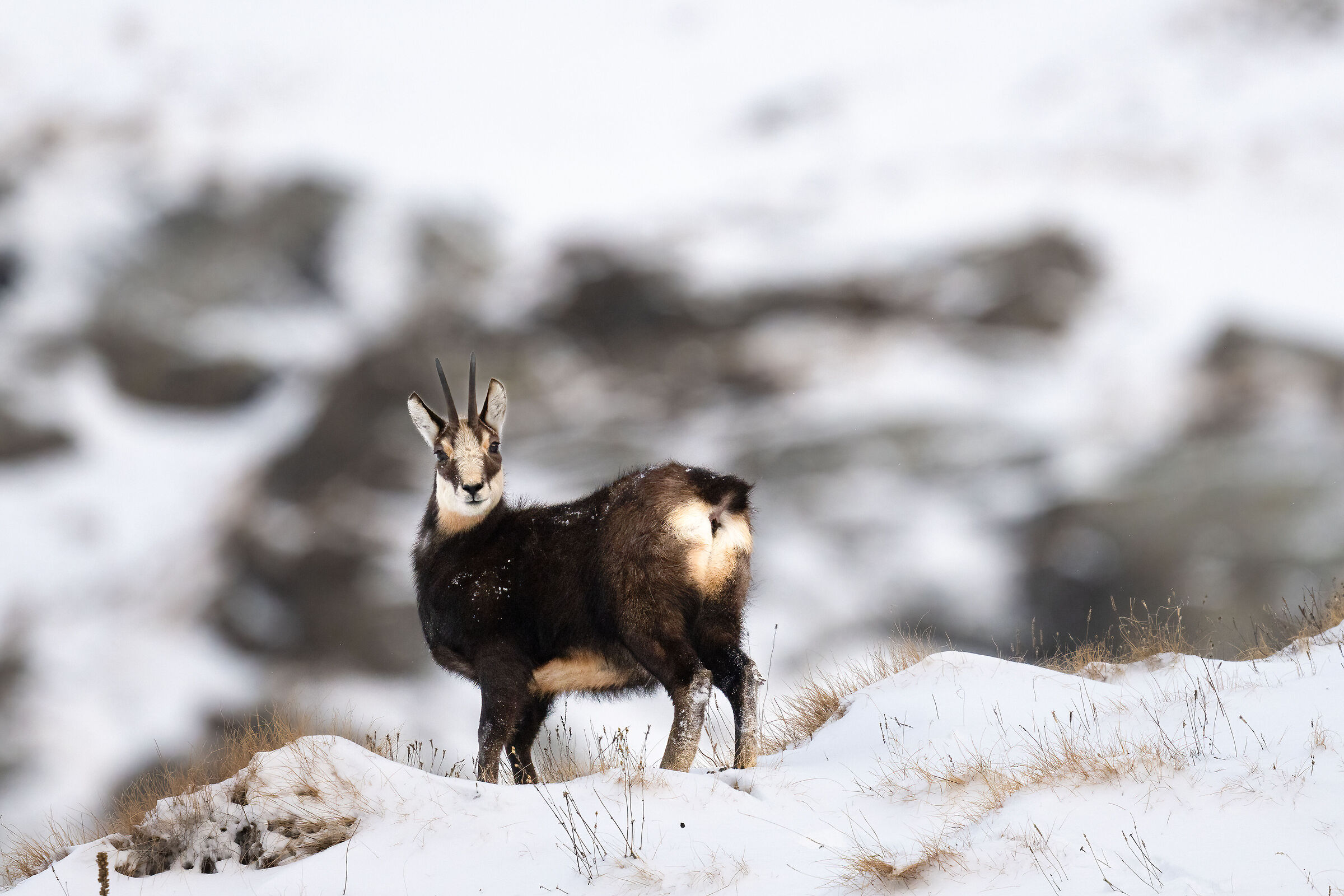 Chamois - Gran Paradiso National Park
