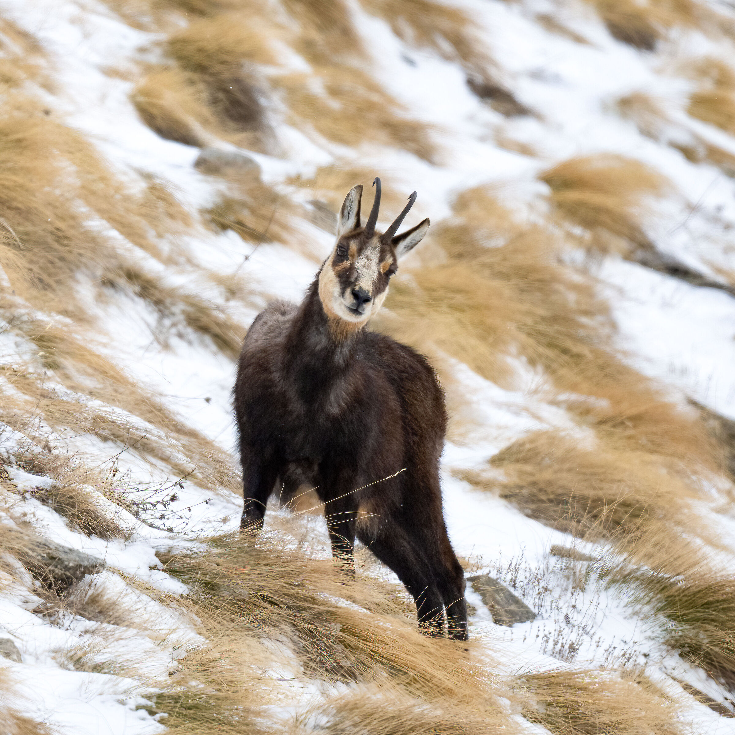 Chamois - Gran Paradiso National Park